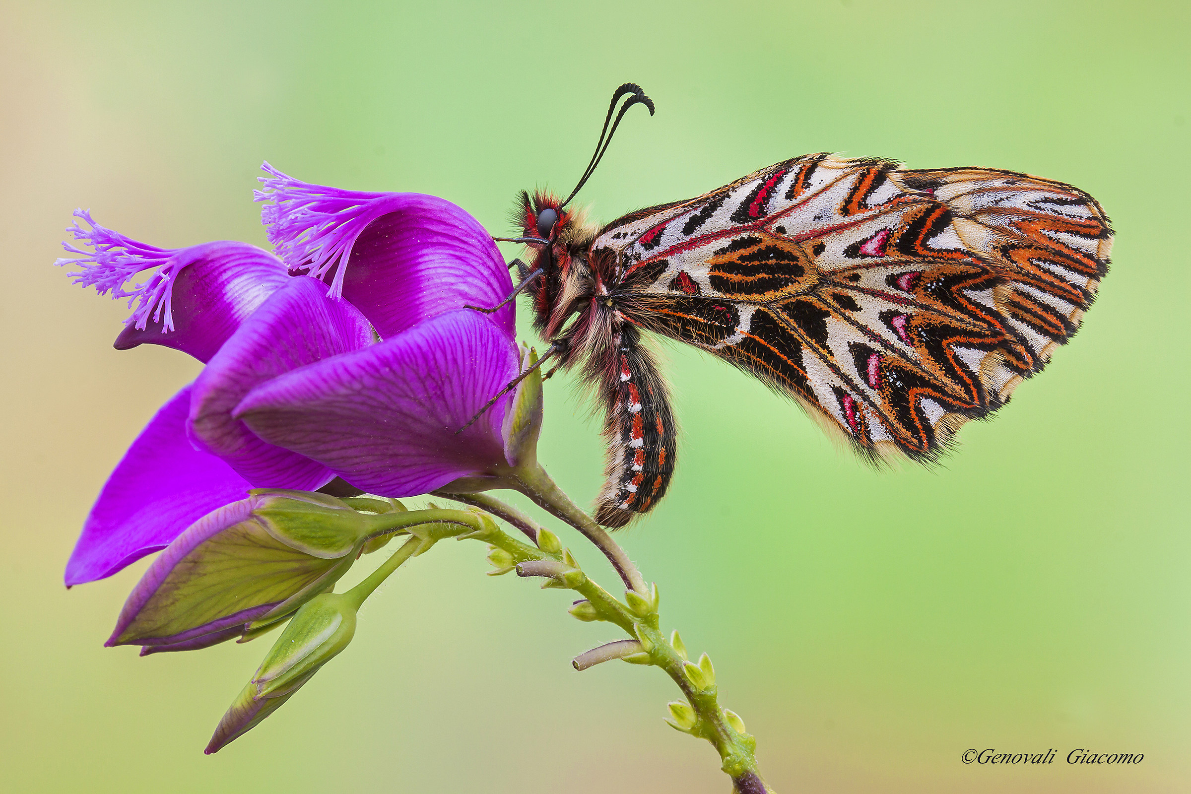 Cassandra also lands on the SLR