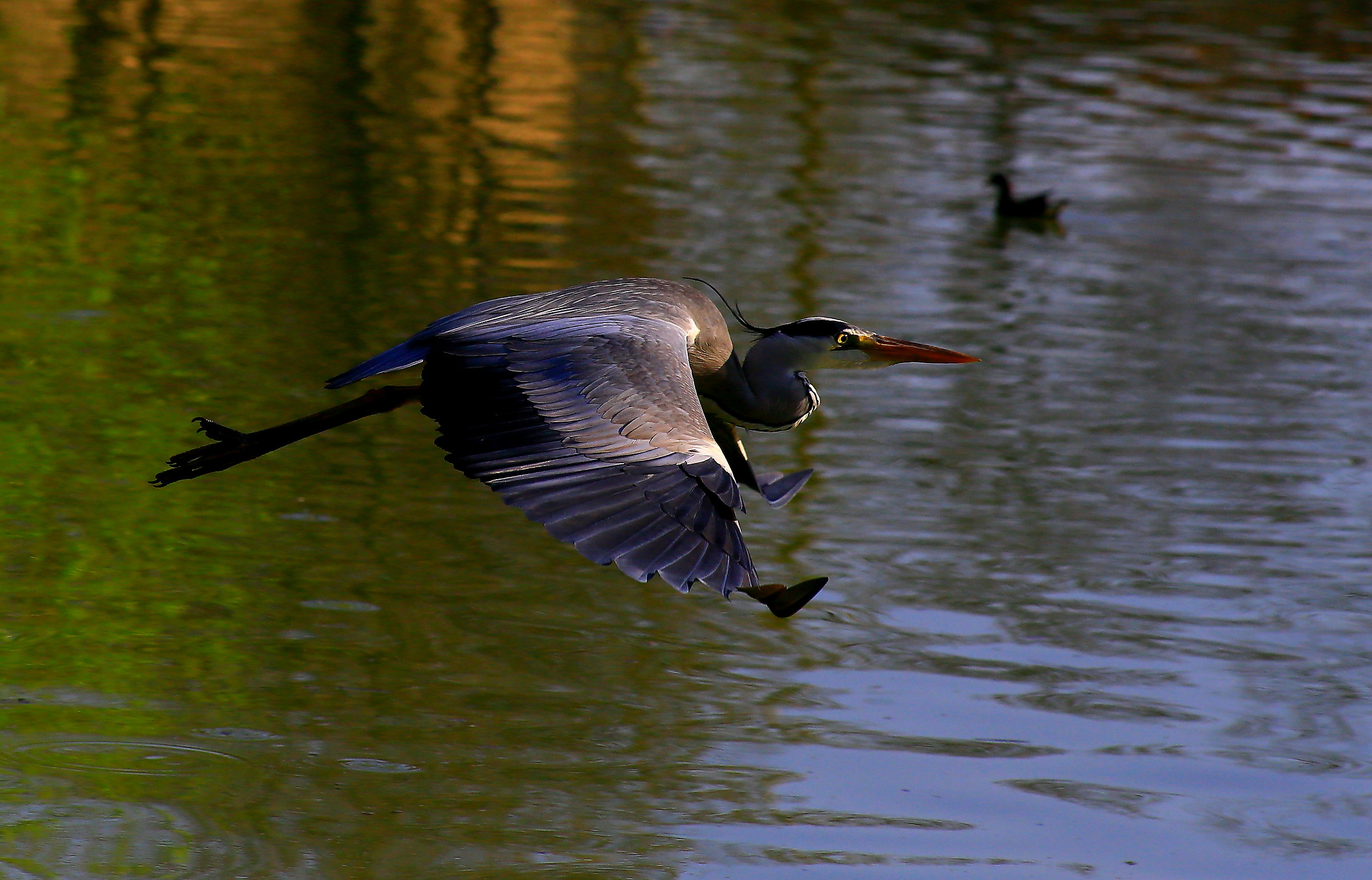 A surprise to the park (2)