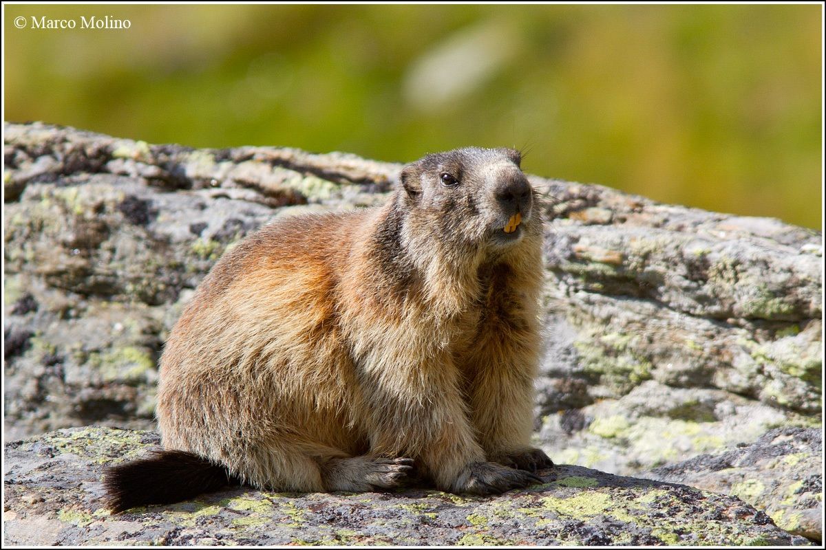 Marmota marmota - Marmot