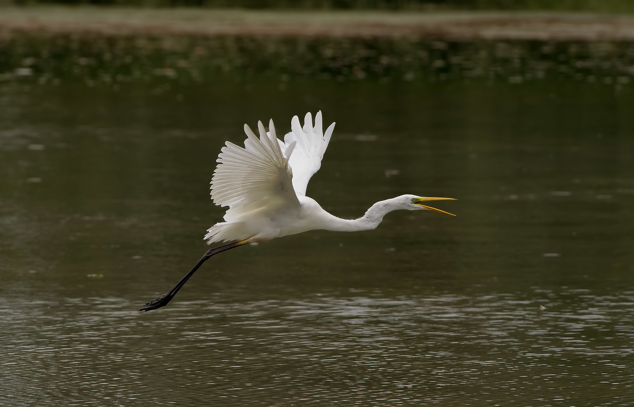 Great Egret