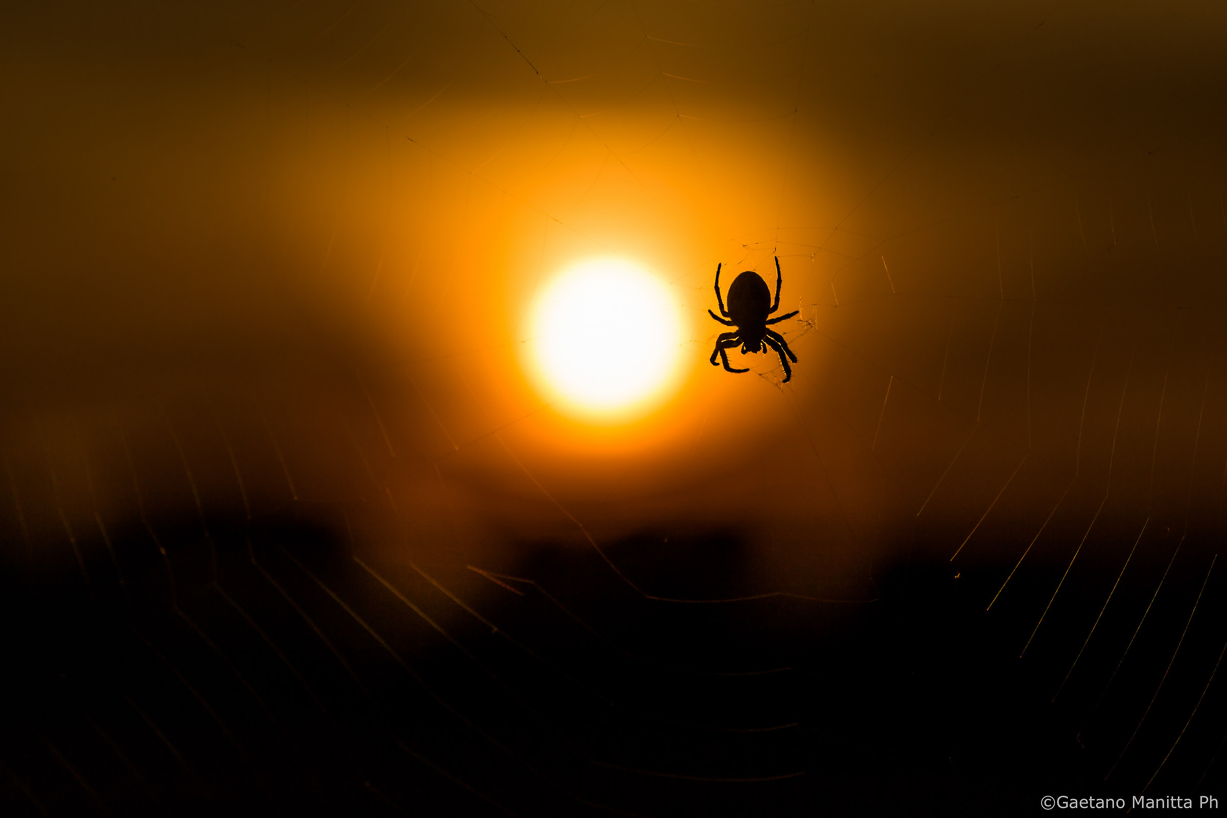 Sunburnt Spider