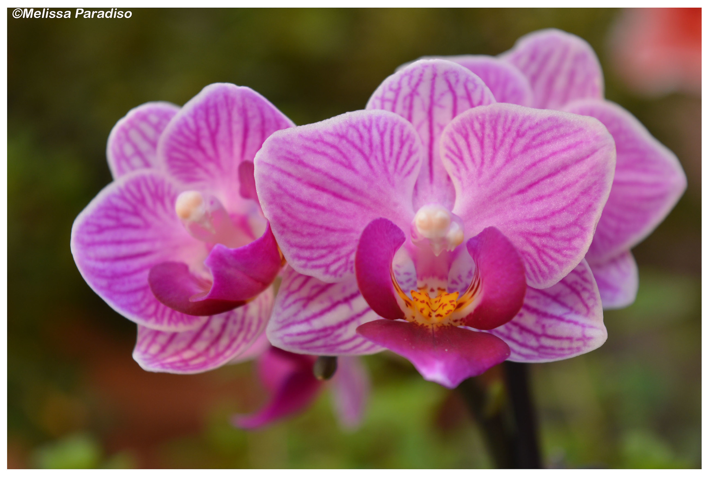 orchid