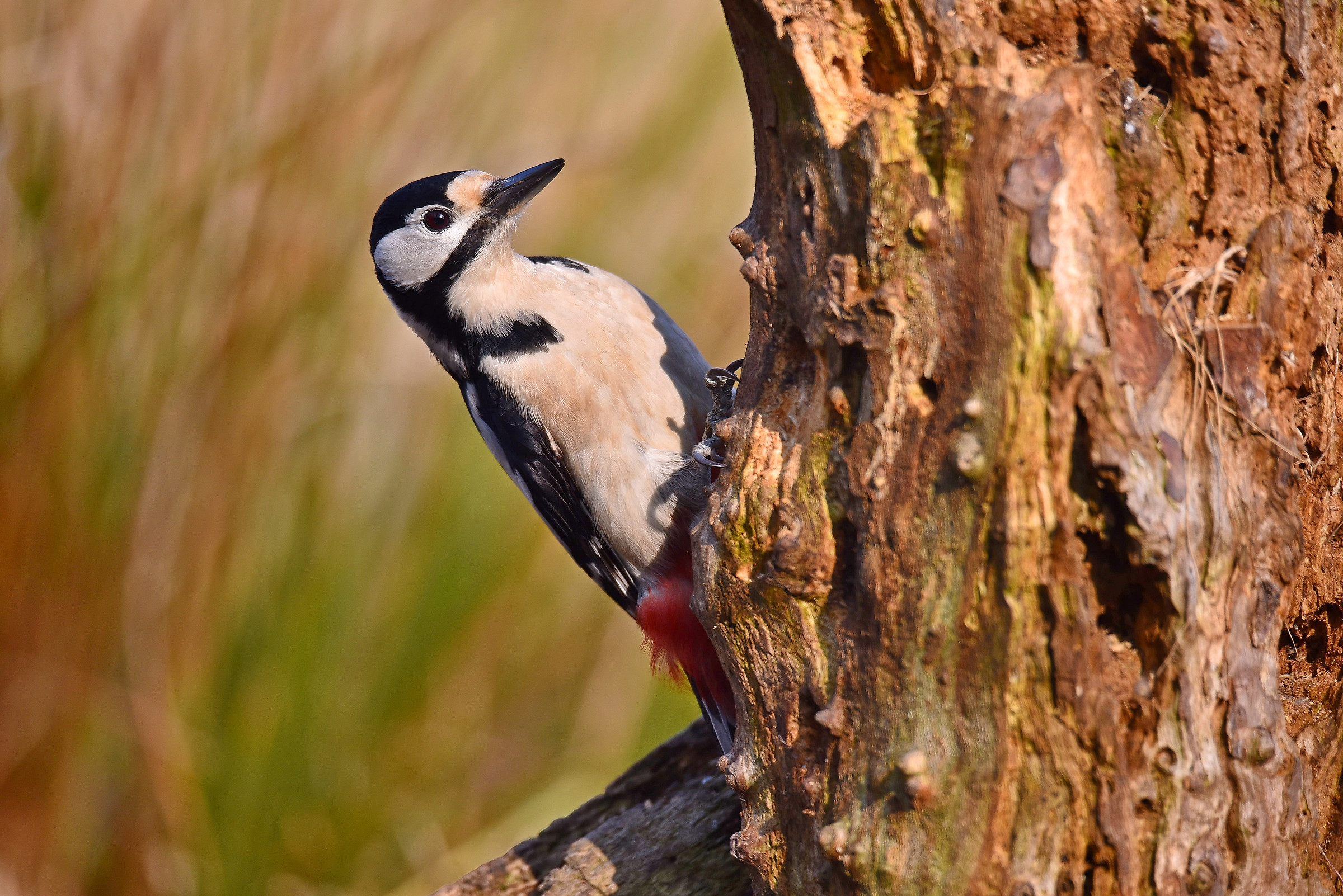 increased woodpecker alerted.