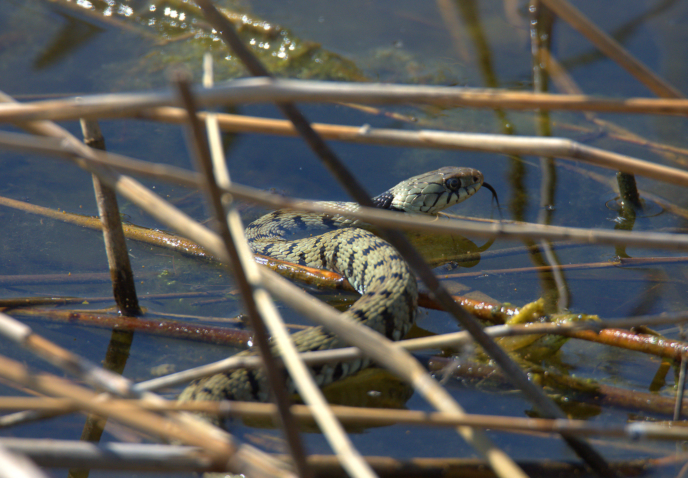 Grass Snake