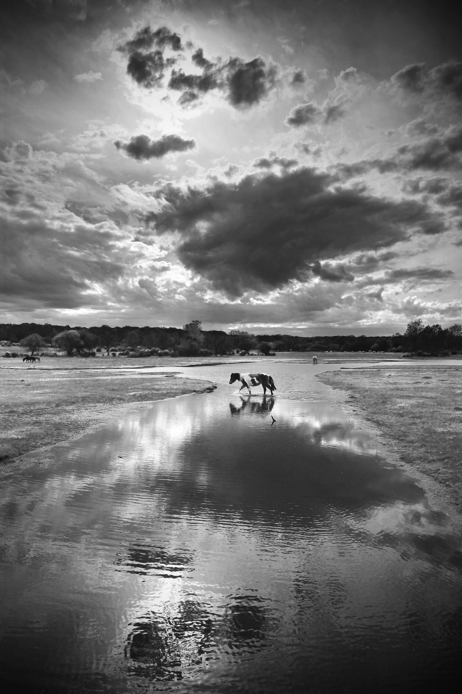 The Horse with No Name..