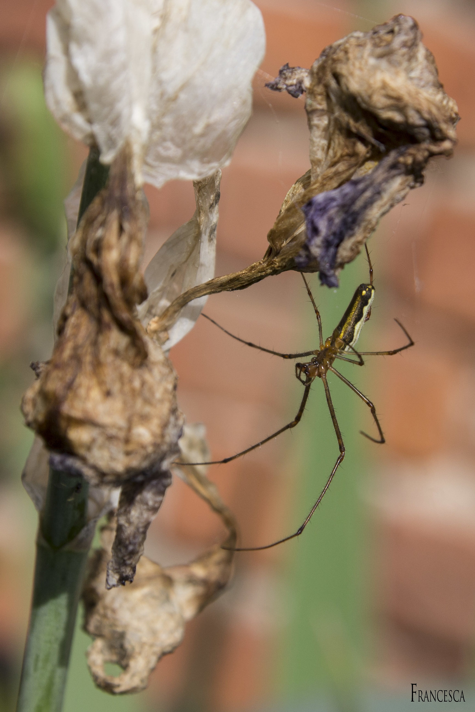 Tetragnatha extensa