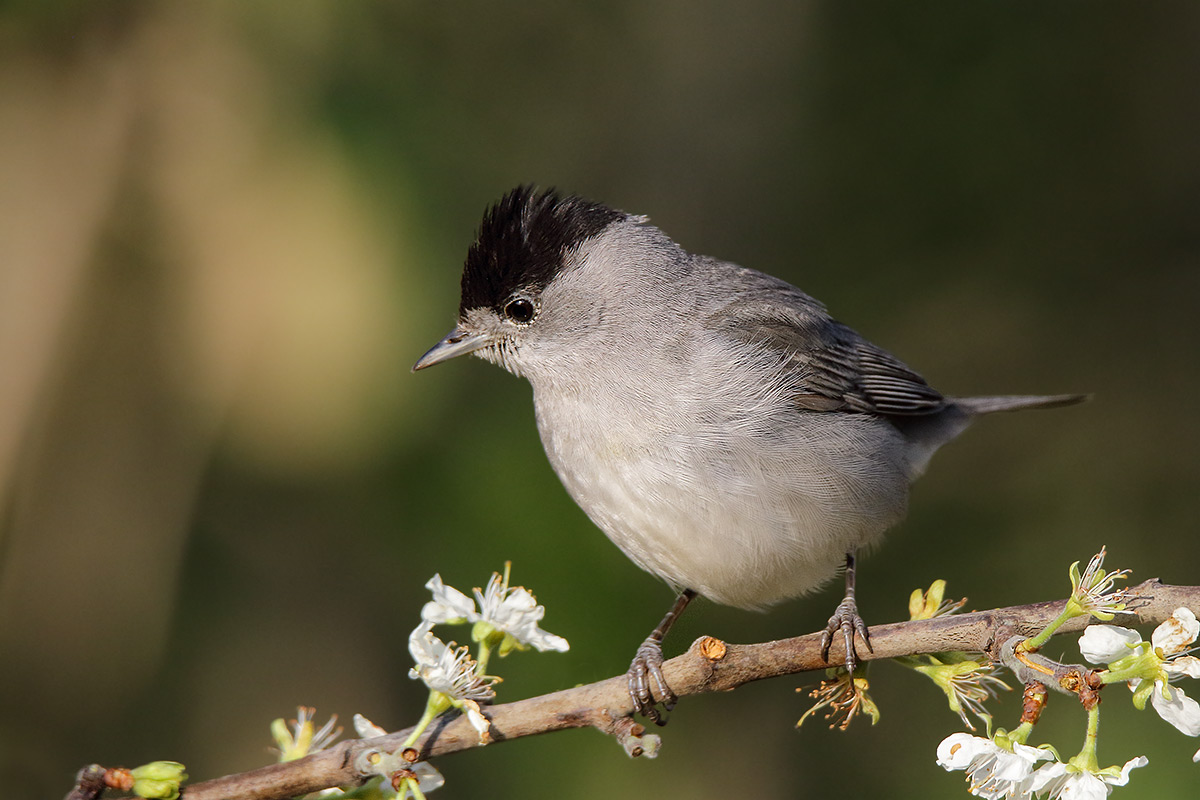 Capinera maschio (Sylvia atricapilla)