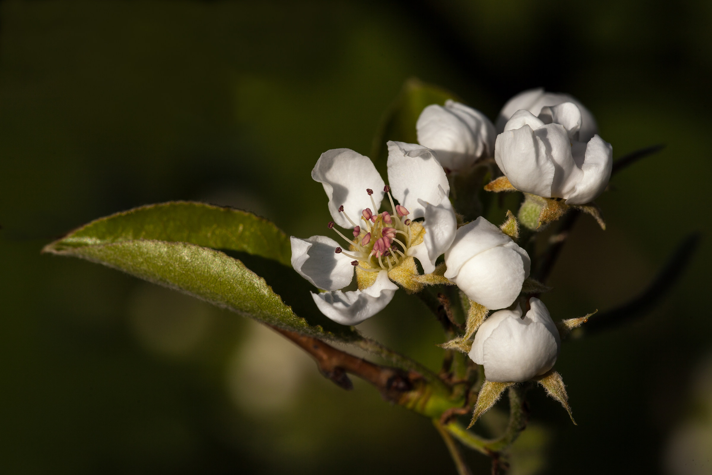 fiori di stagione