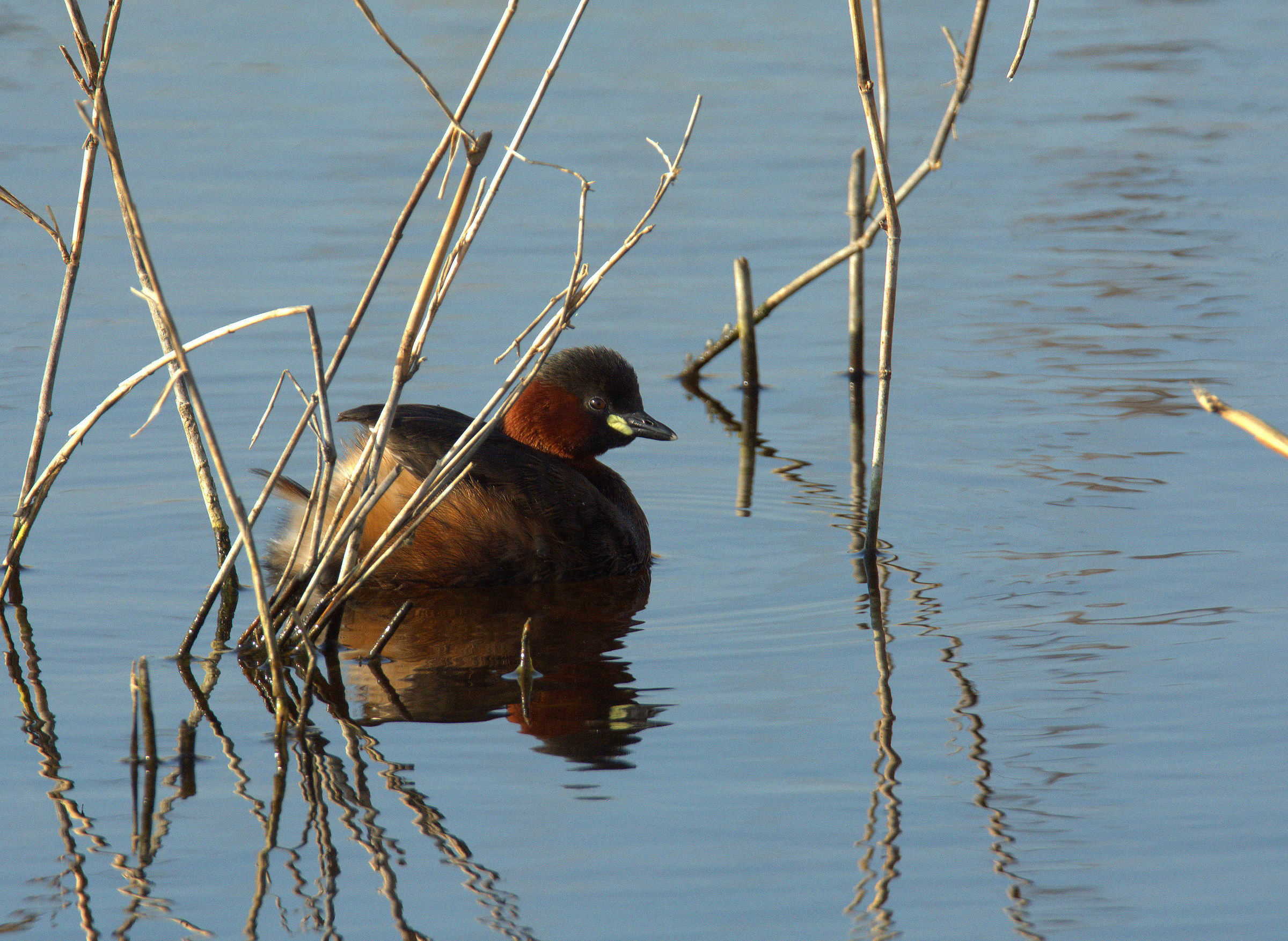 Little Grebe