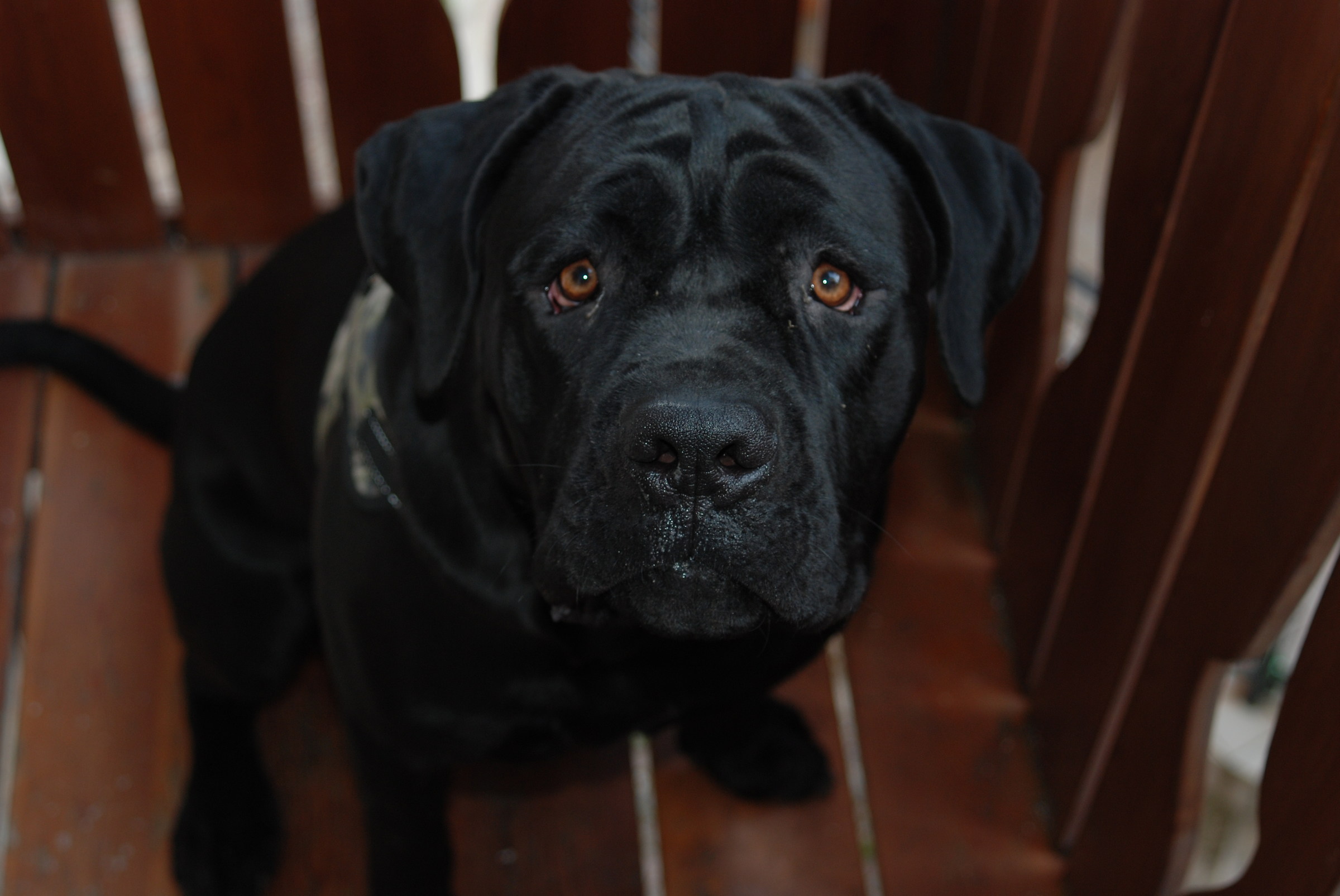 Cane Corso