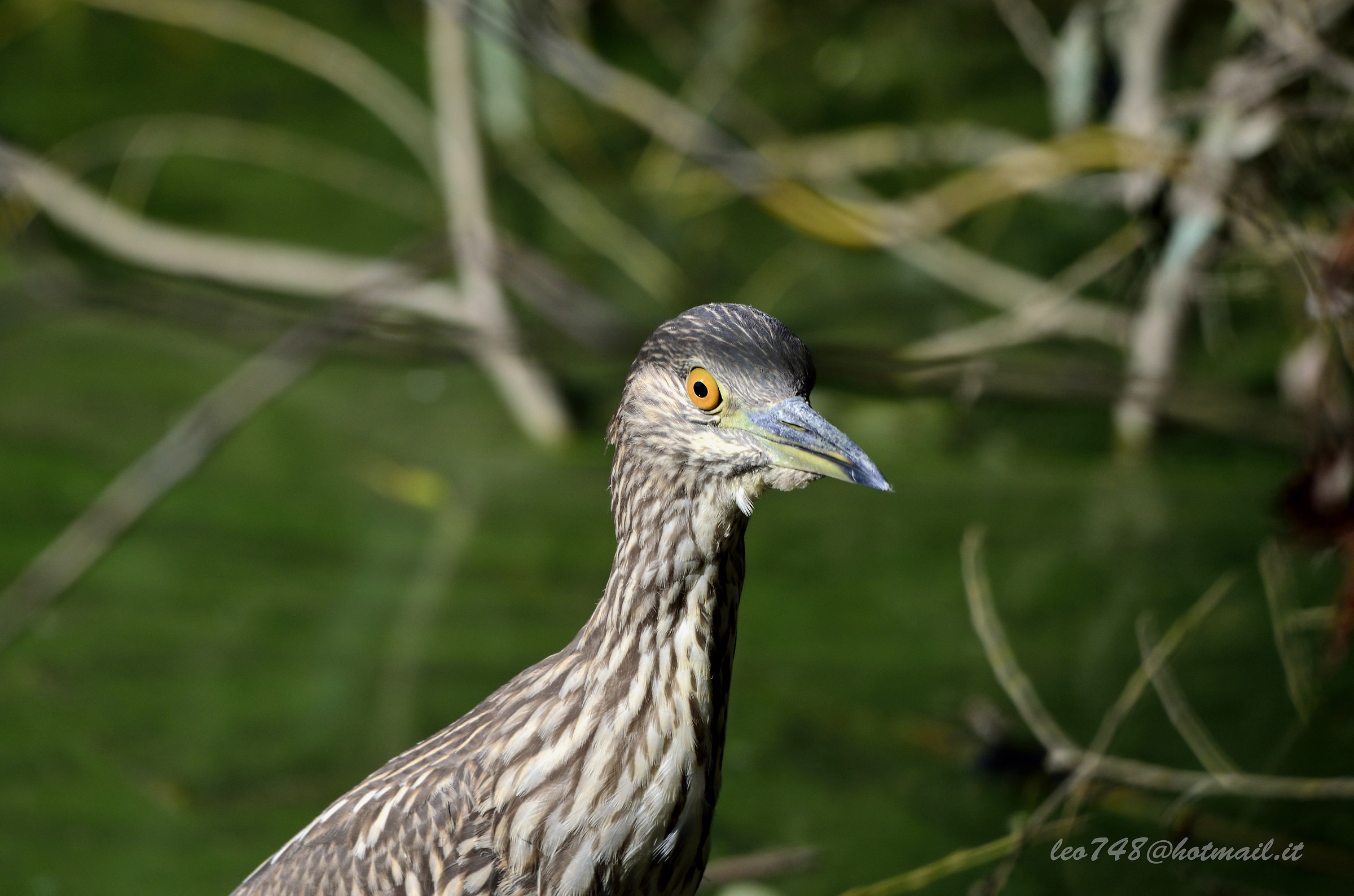 young night heron
