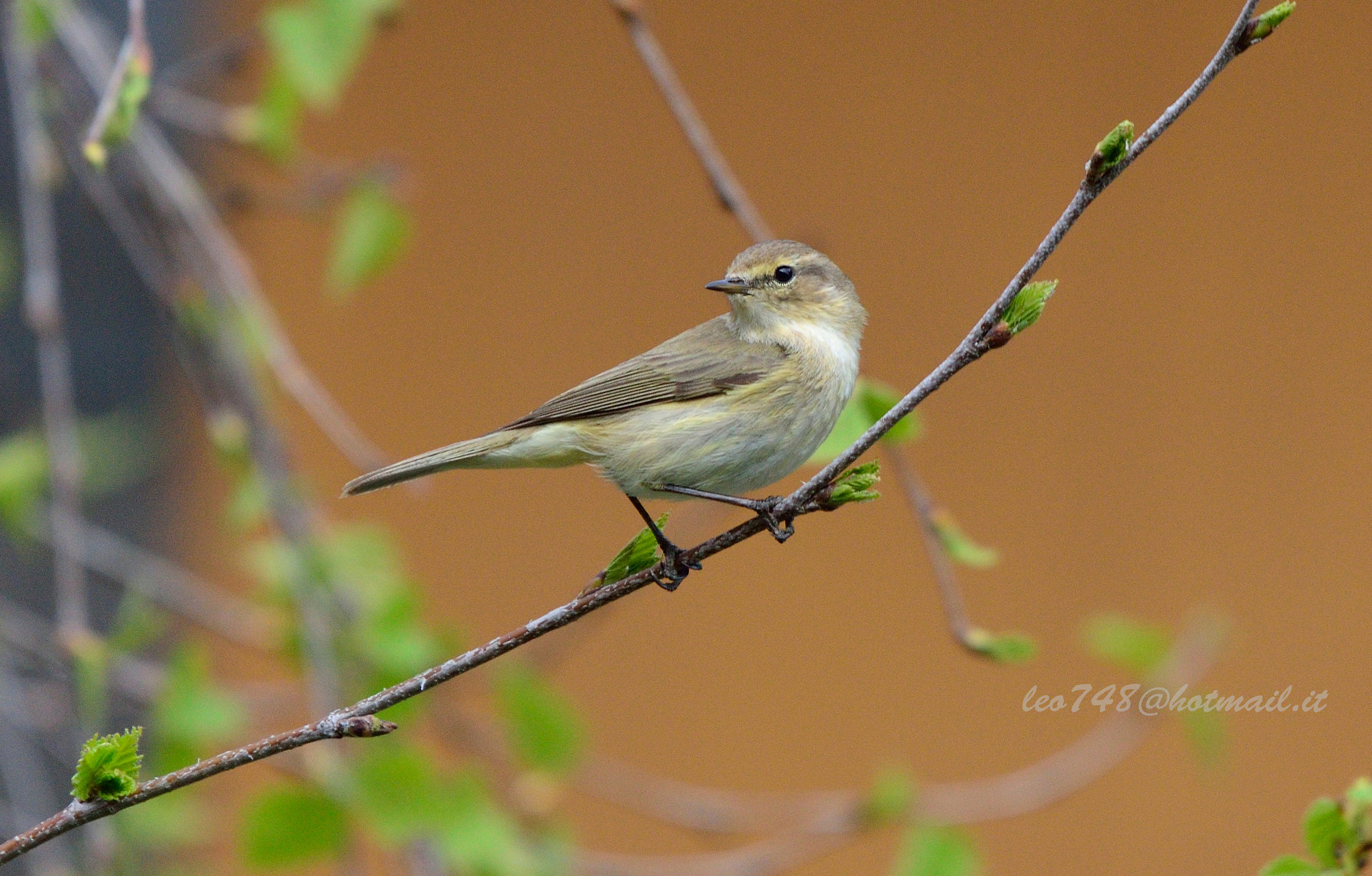 Chiffchaff