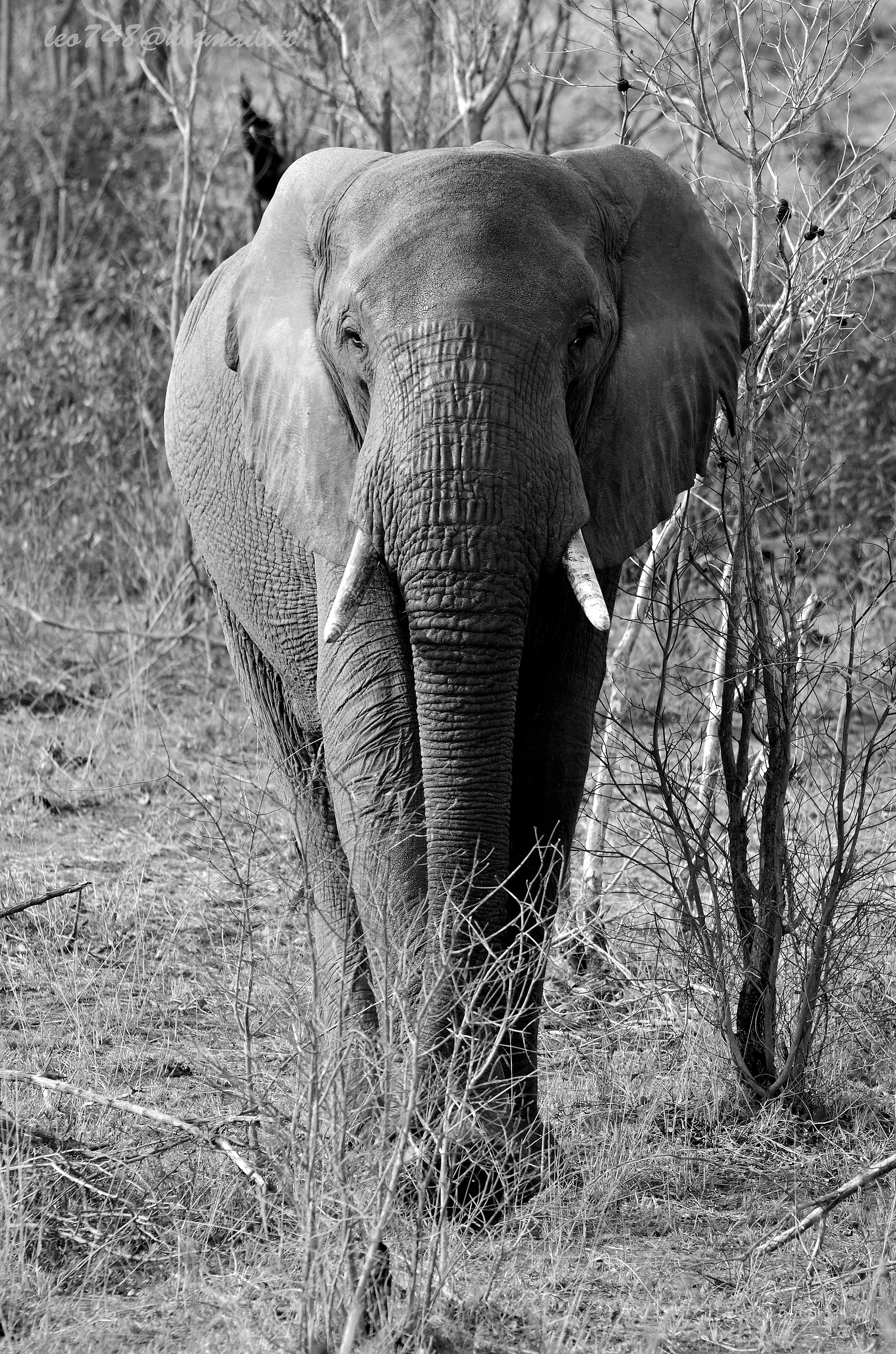 elephant bw