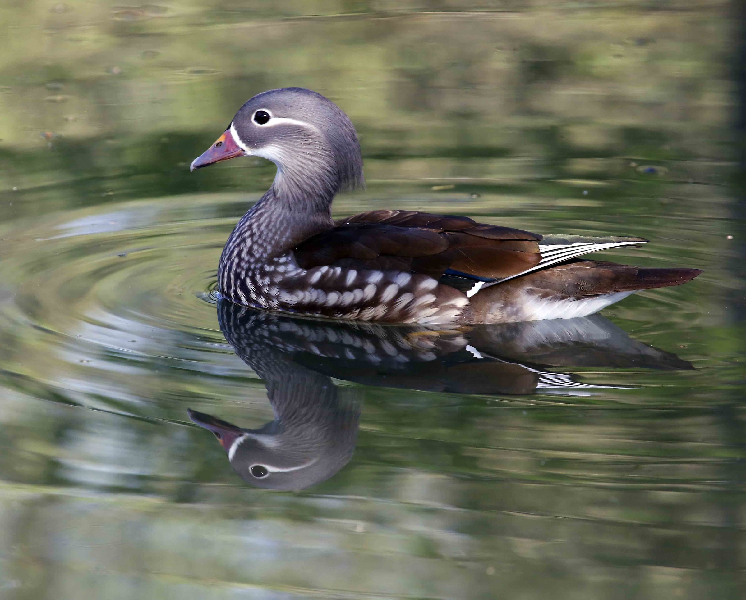 Femmina di anatra mandarina