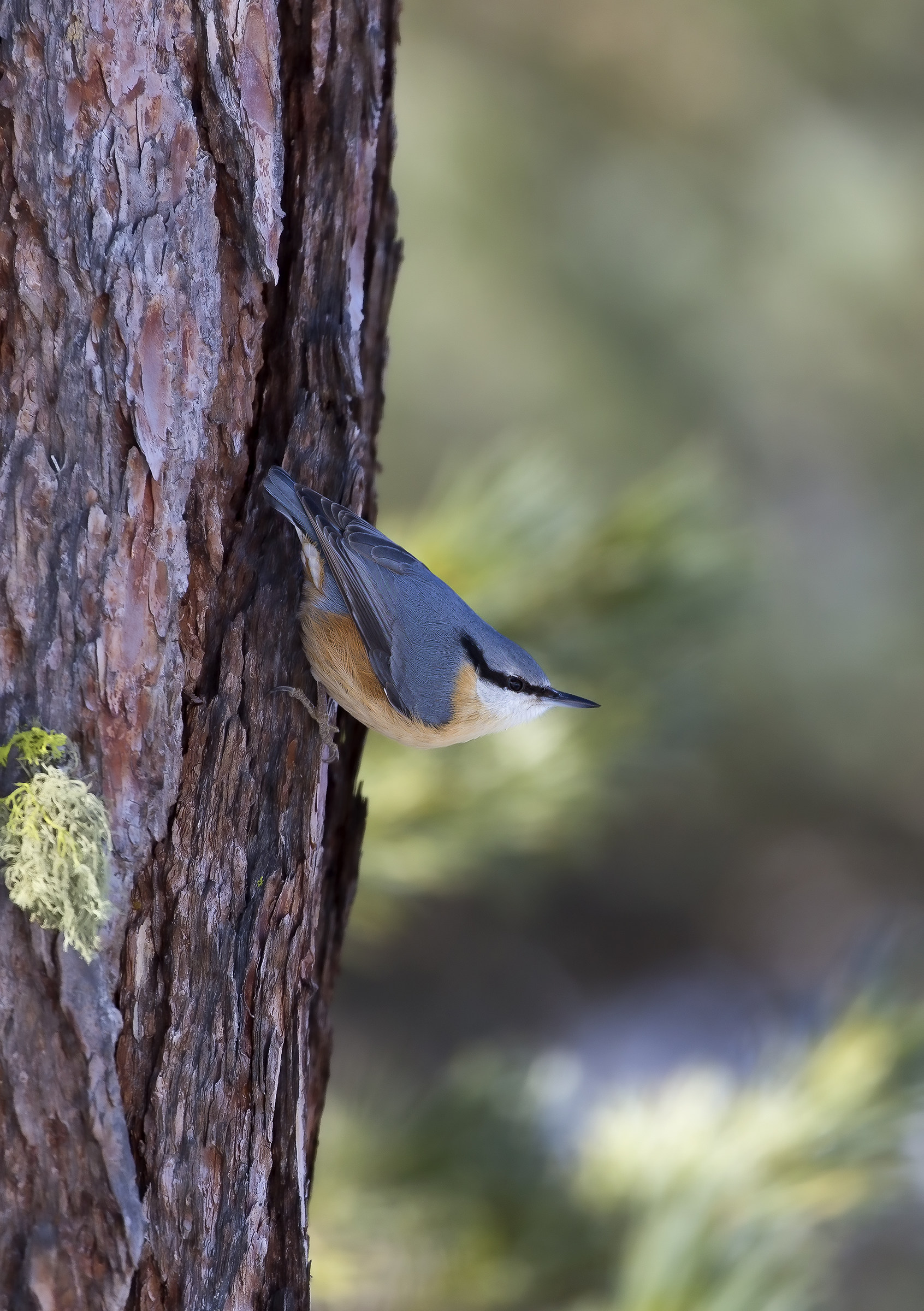 Nuthatch