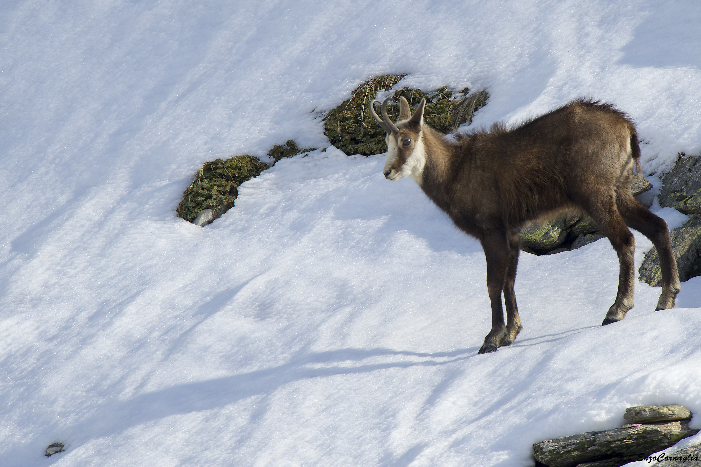 Chamois