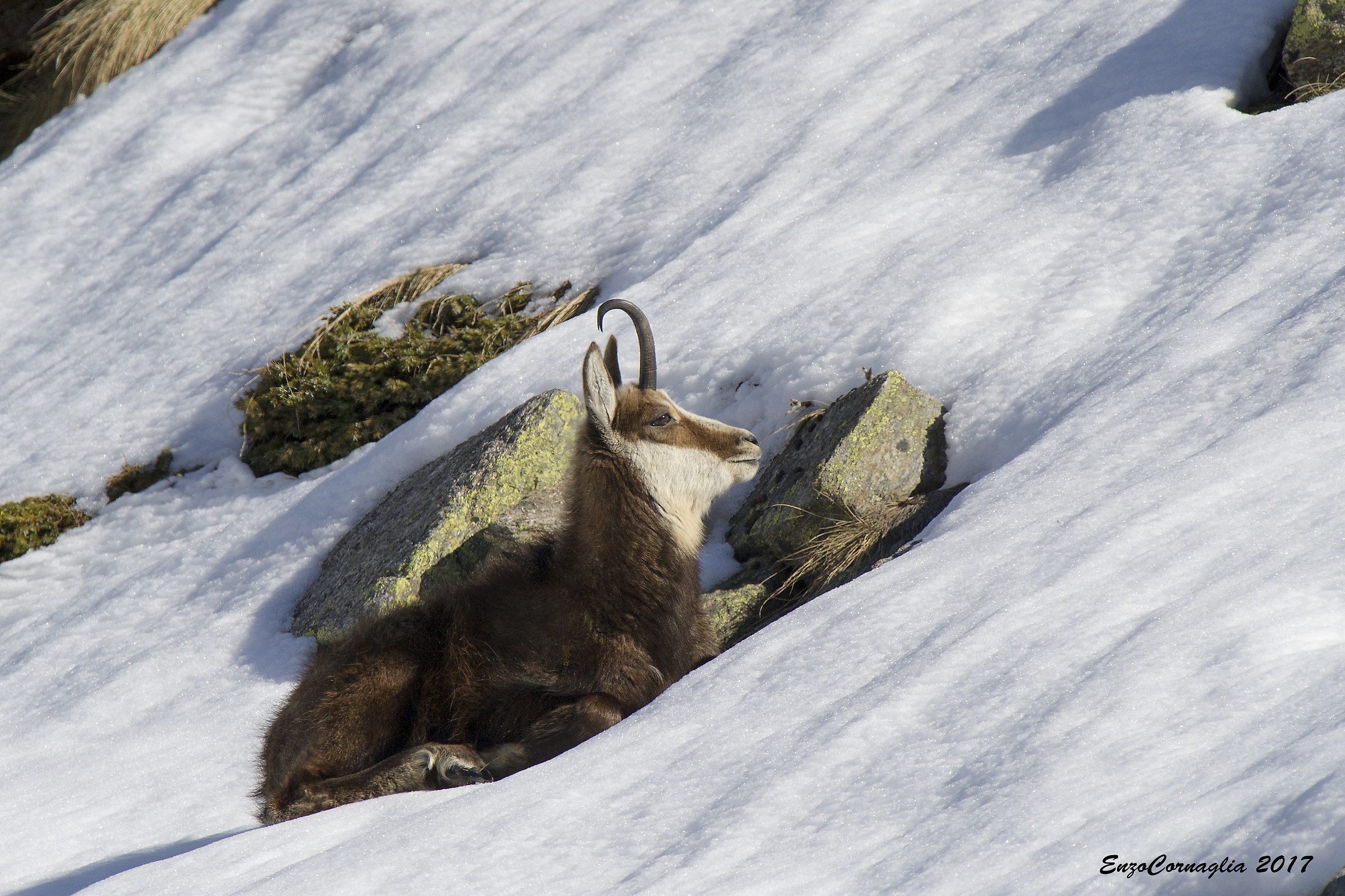 Chamois