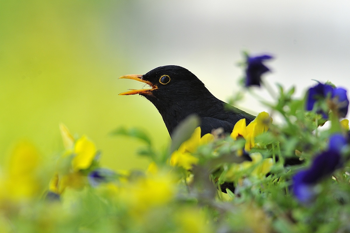 blackbird