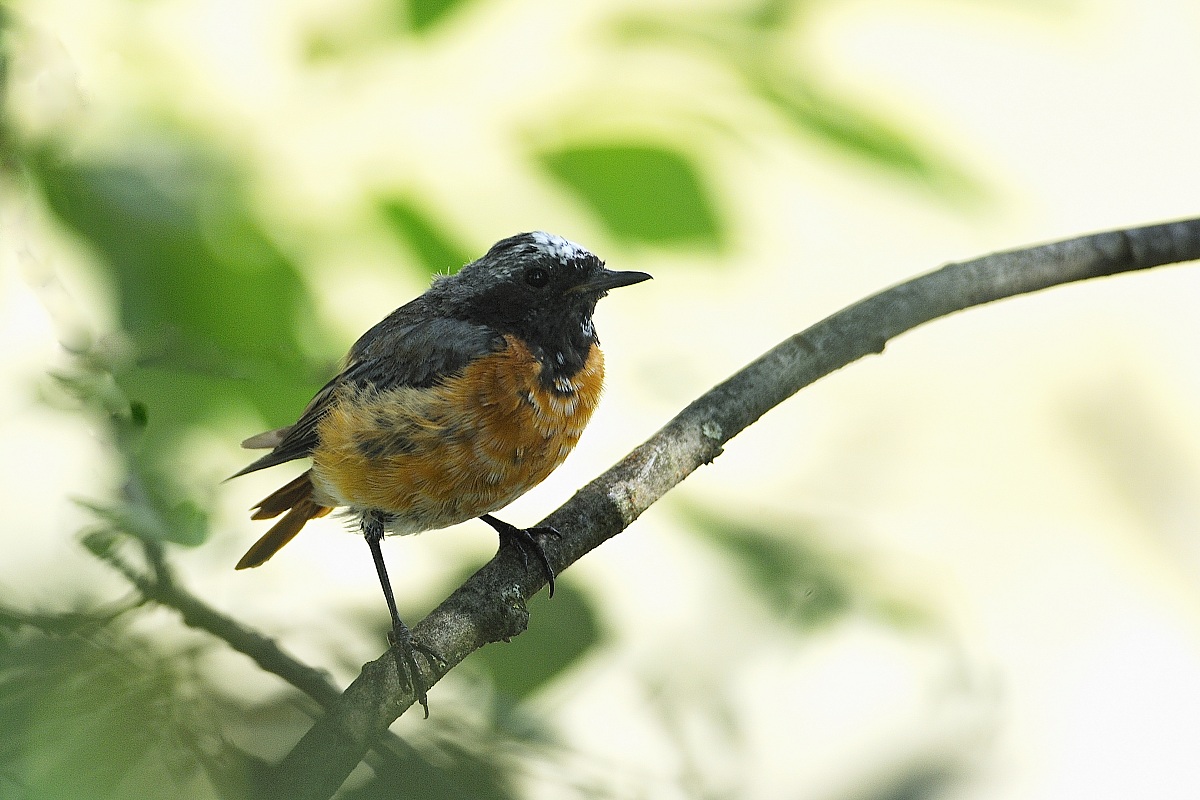 redstart