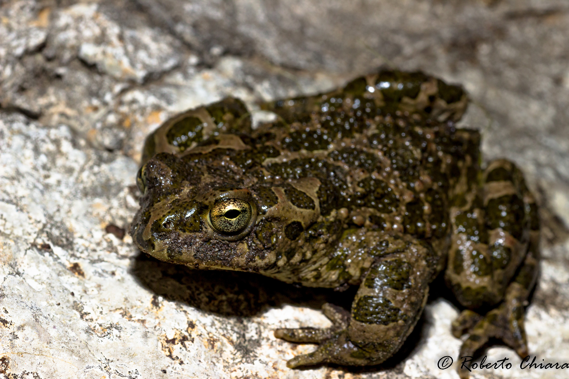 principe cerca moglie