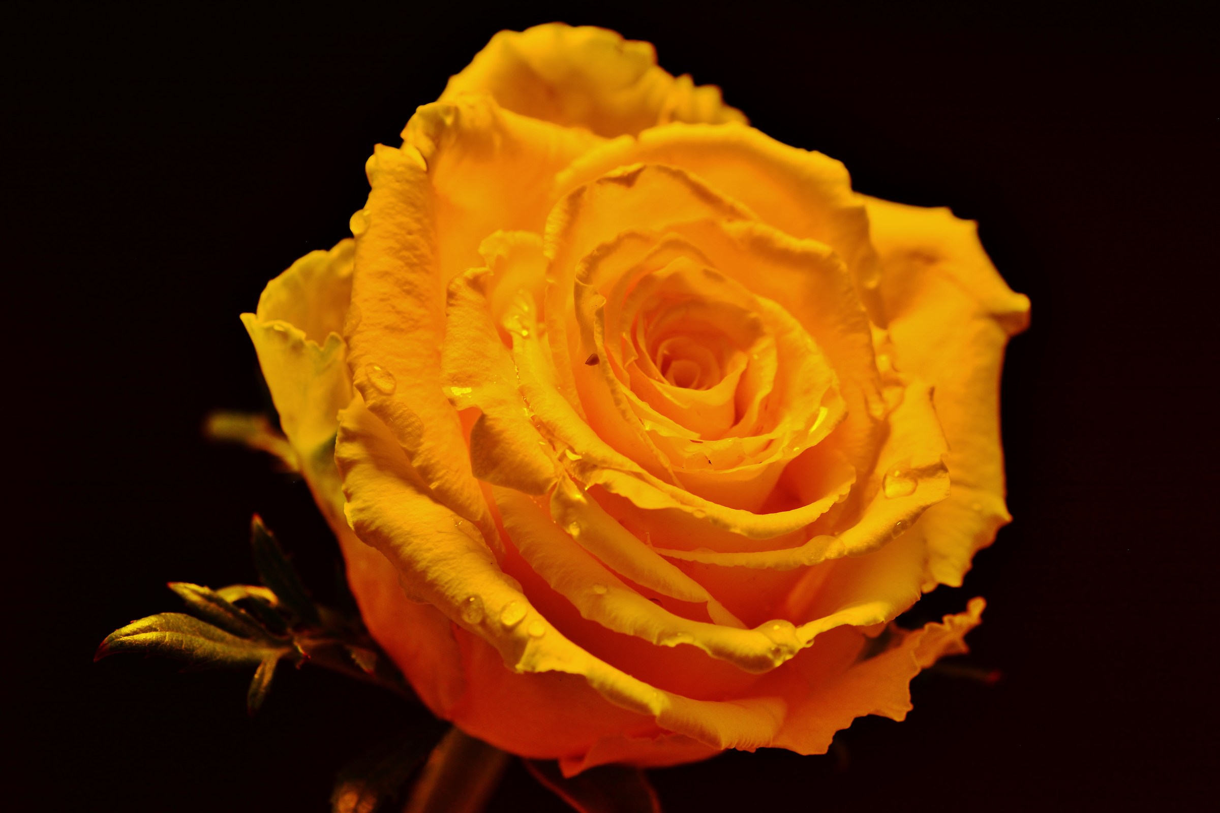 The yellow rose charm