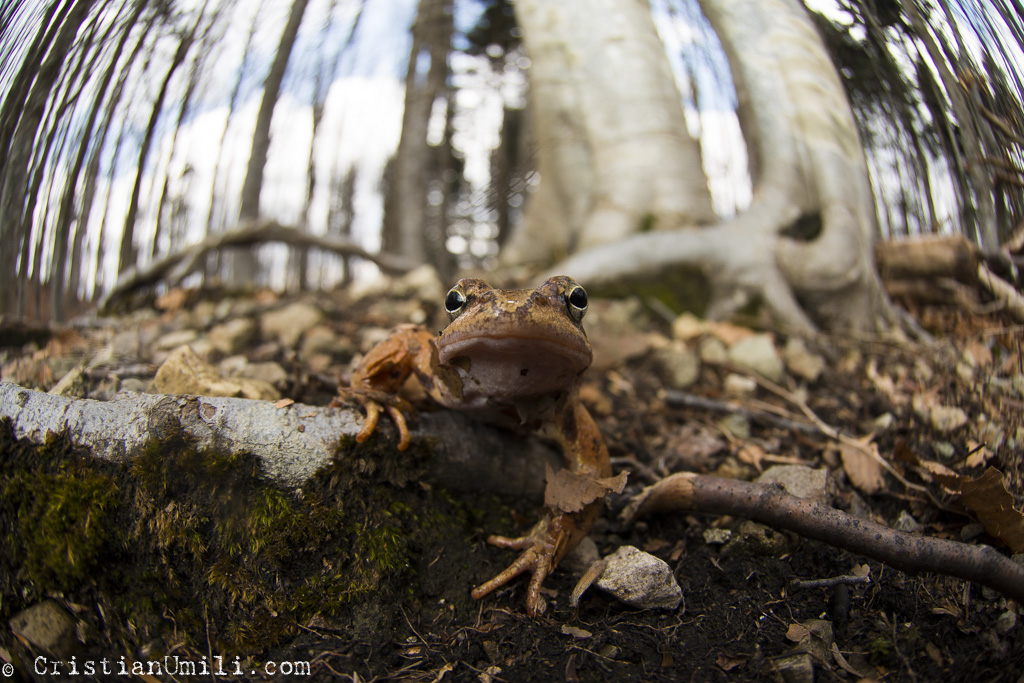 Frog in the woods