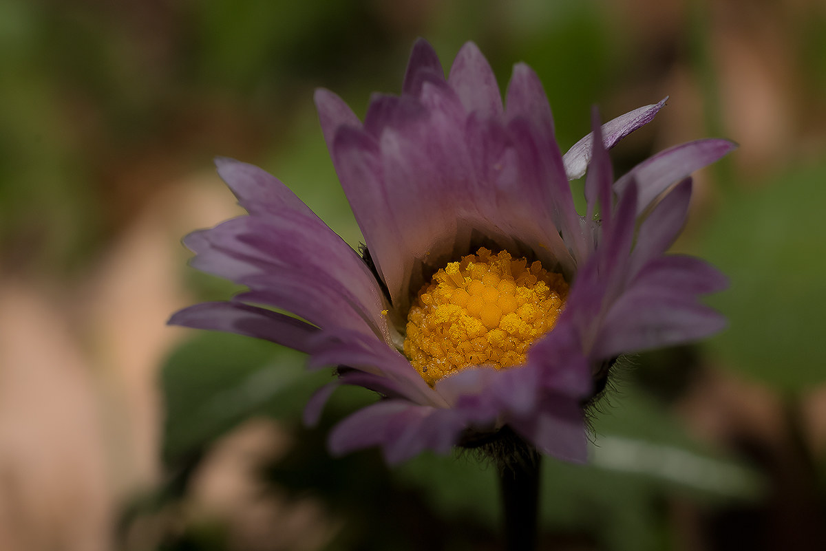 Buongiorno primavera