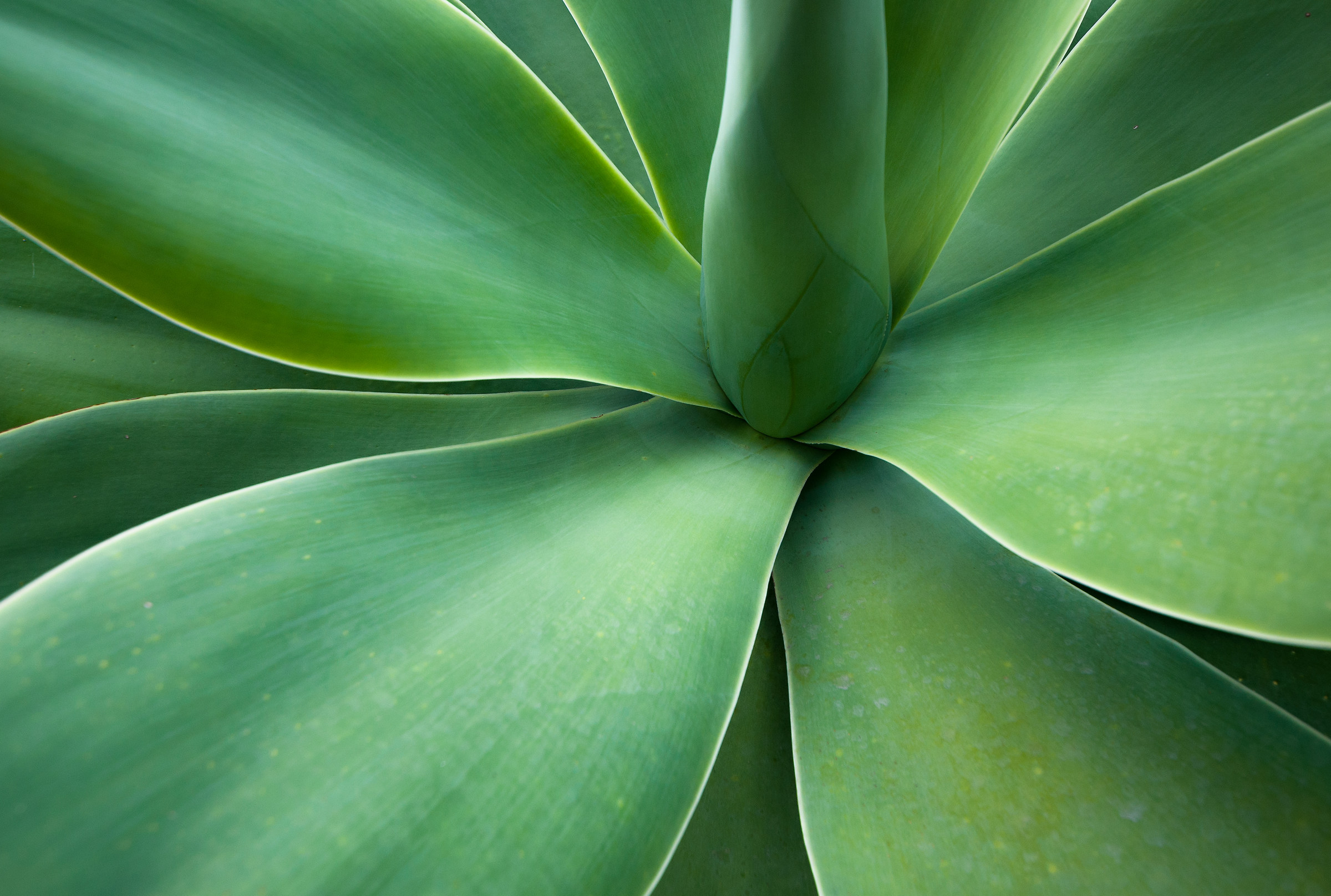 Walking through Joao Bom / 2, Sao Miguel, Azores