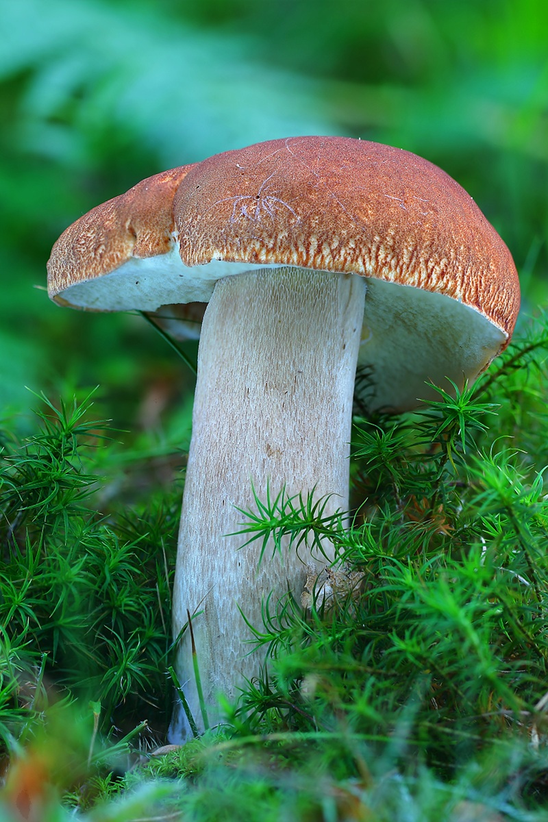 Boletus aestivalis