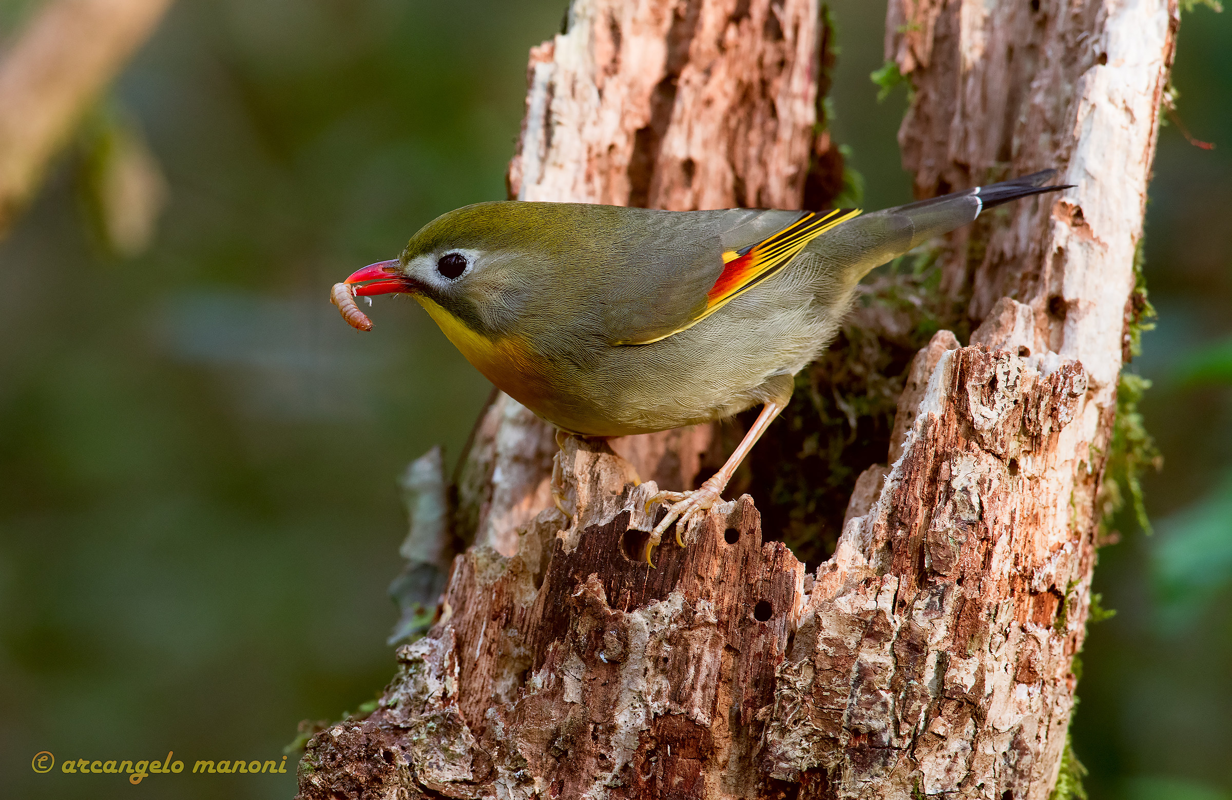 The Nightingale and the prey