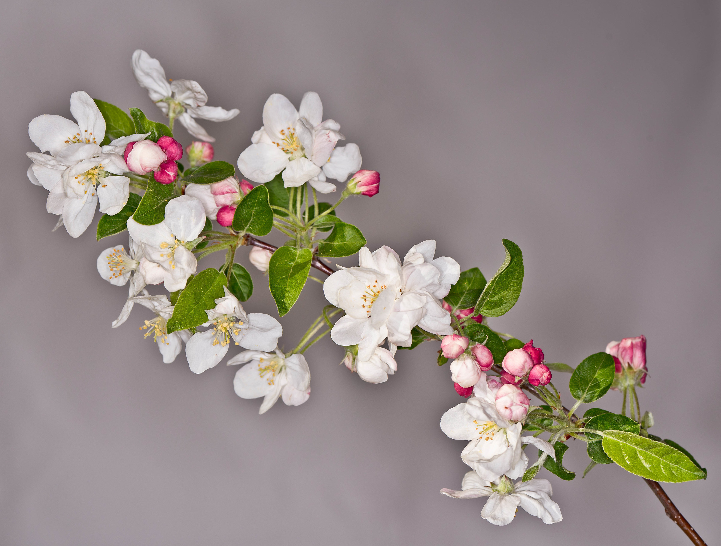 Prunus, apple tree flowering or ornamental.