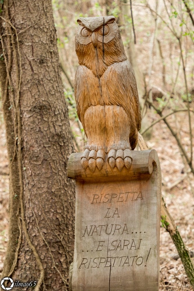 The spirits of the Wood