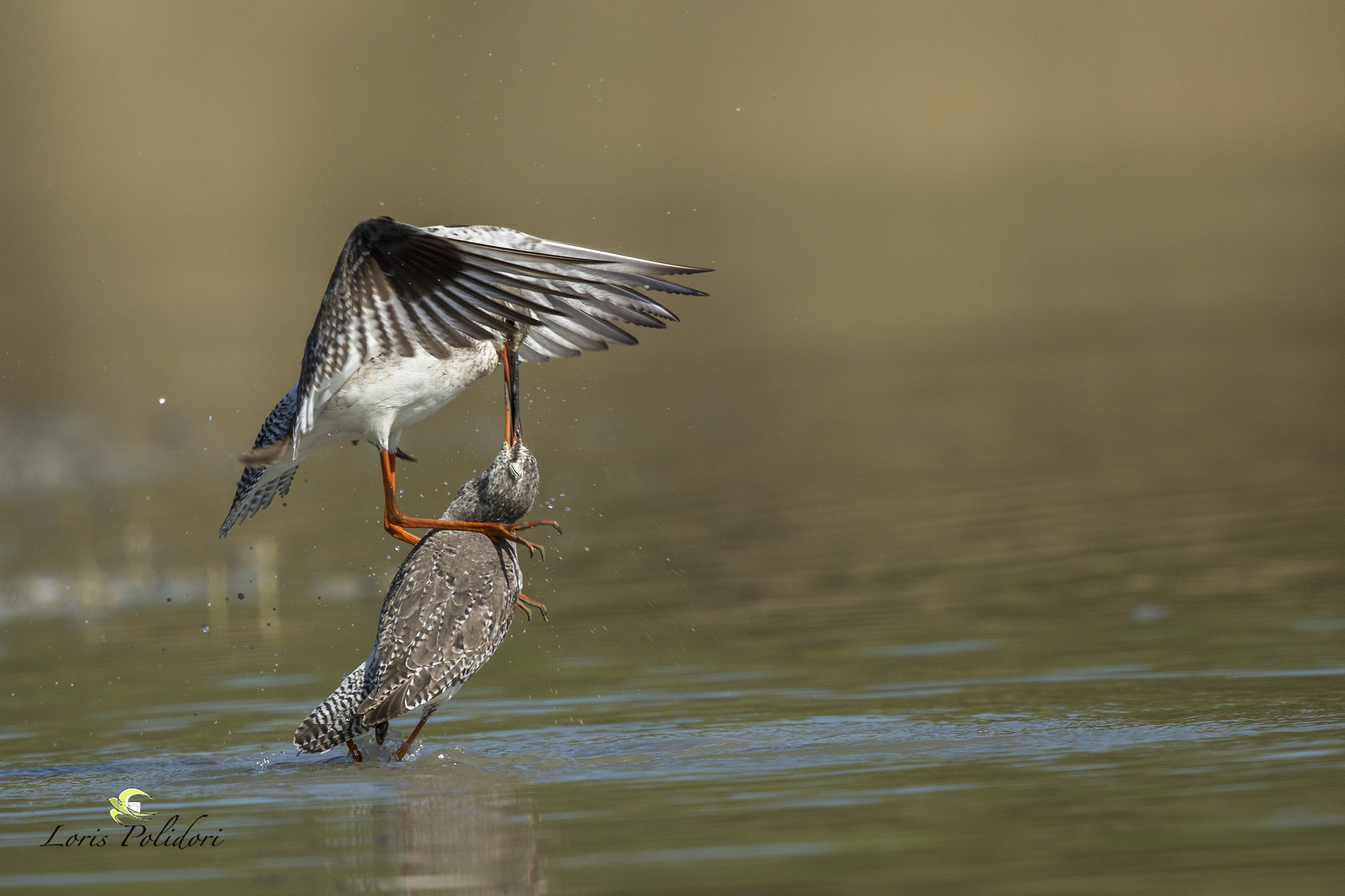 fight ... beak to beak