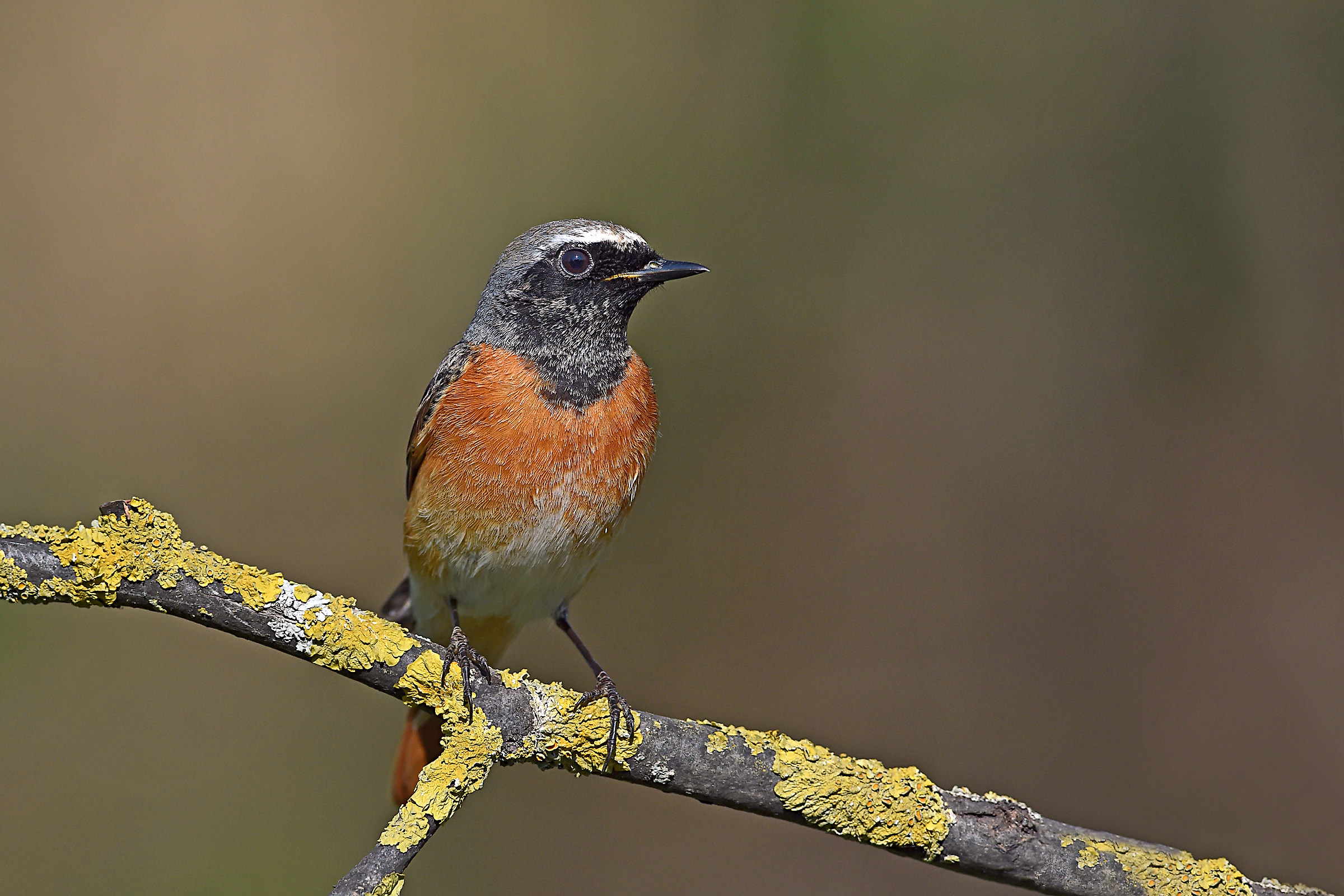 Dating plumed 3 (Redstart)