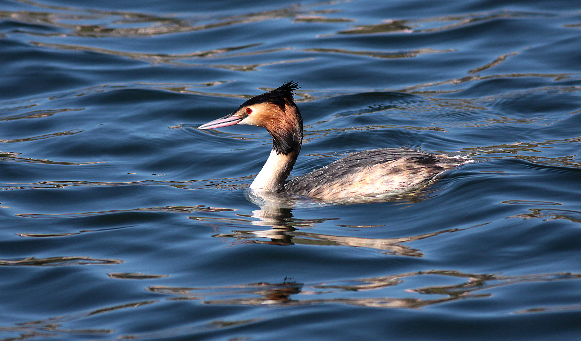 Great Crested Grebe Siculo.