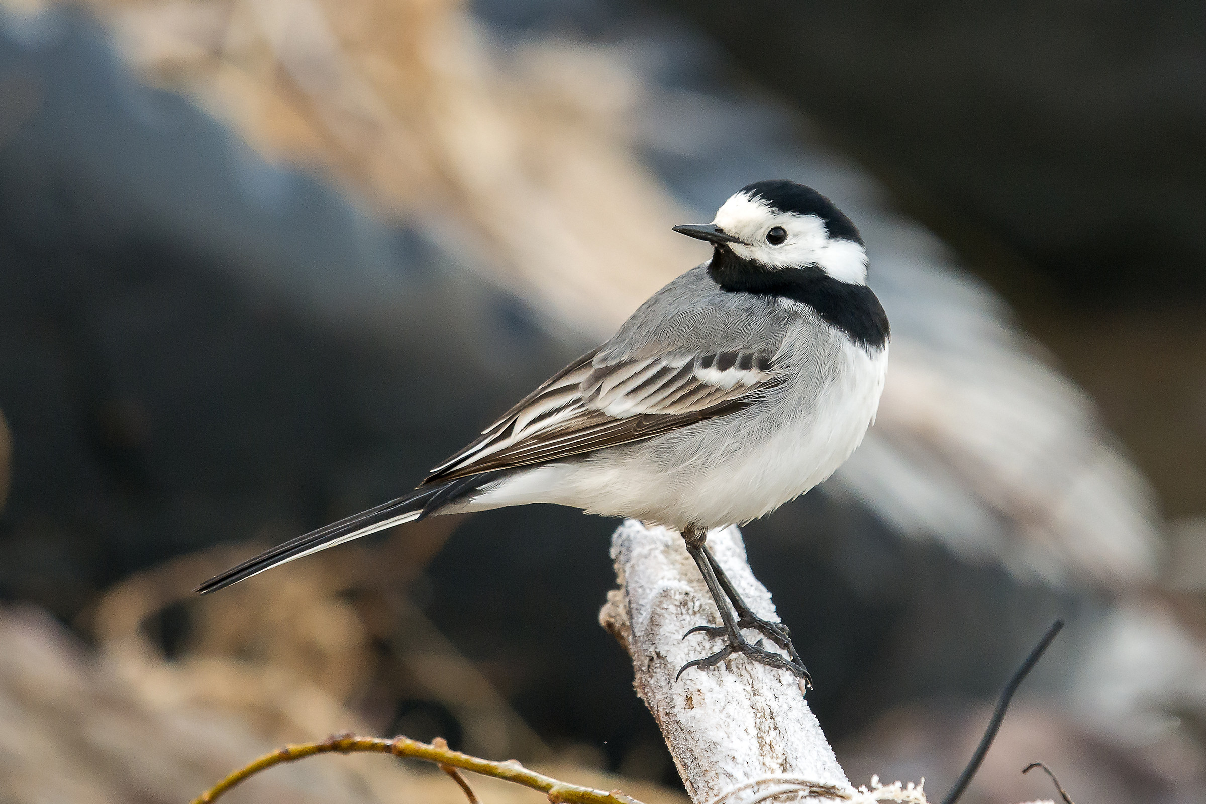 White wagtail /Motacilla alba/