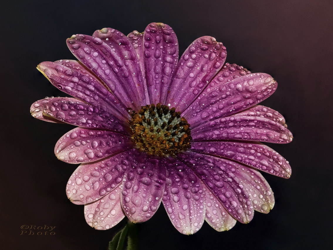 purple daisy