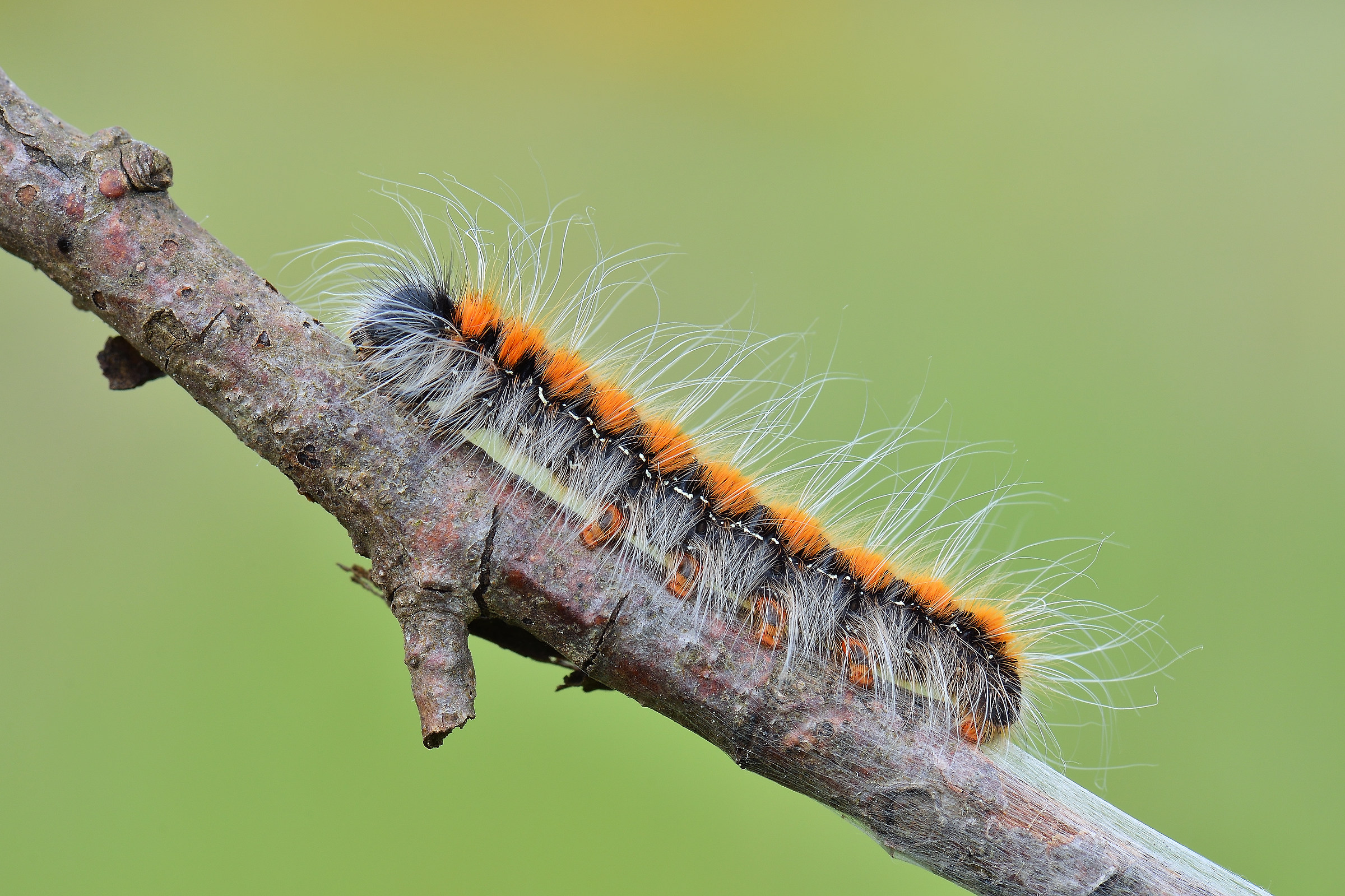Caterpillar Eriogaster catax