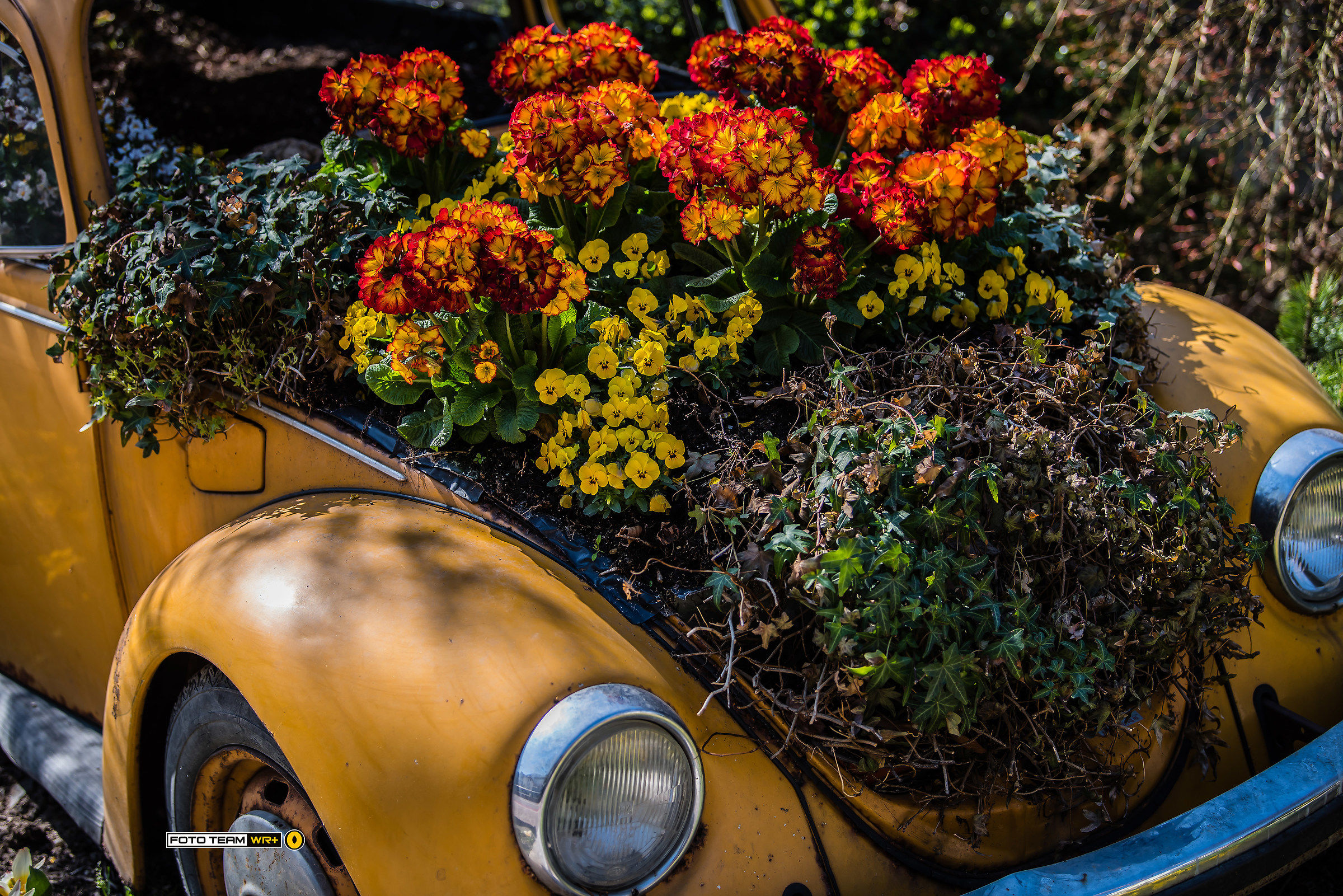 Spring is here .... arrived in the car ....