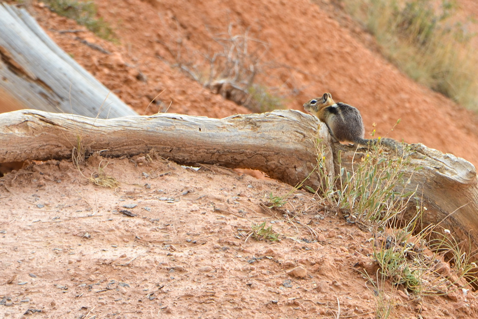 Cipmunk on Bryce Canyon