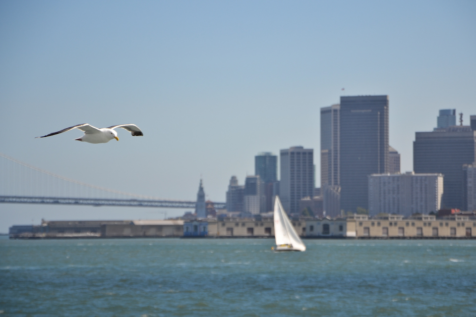 The breeze of San Francisco