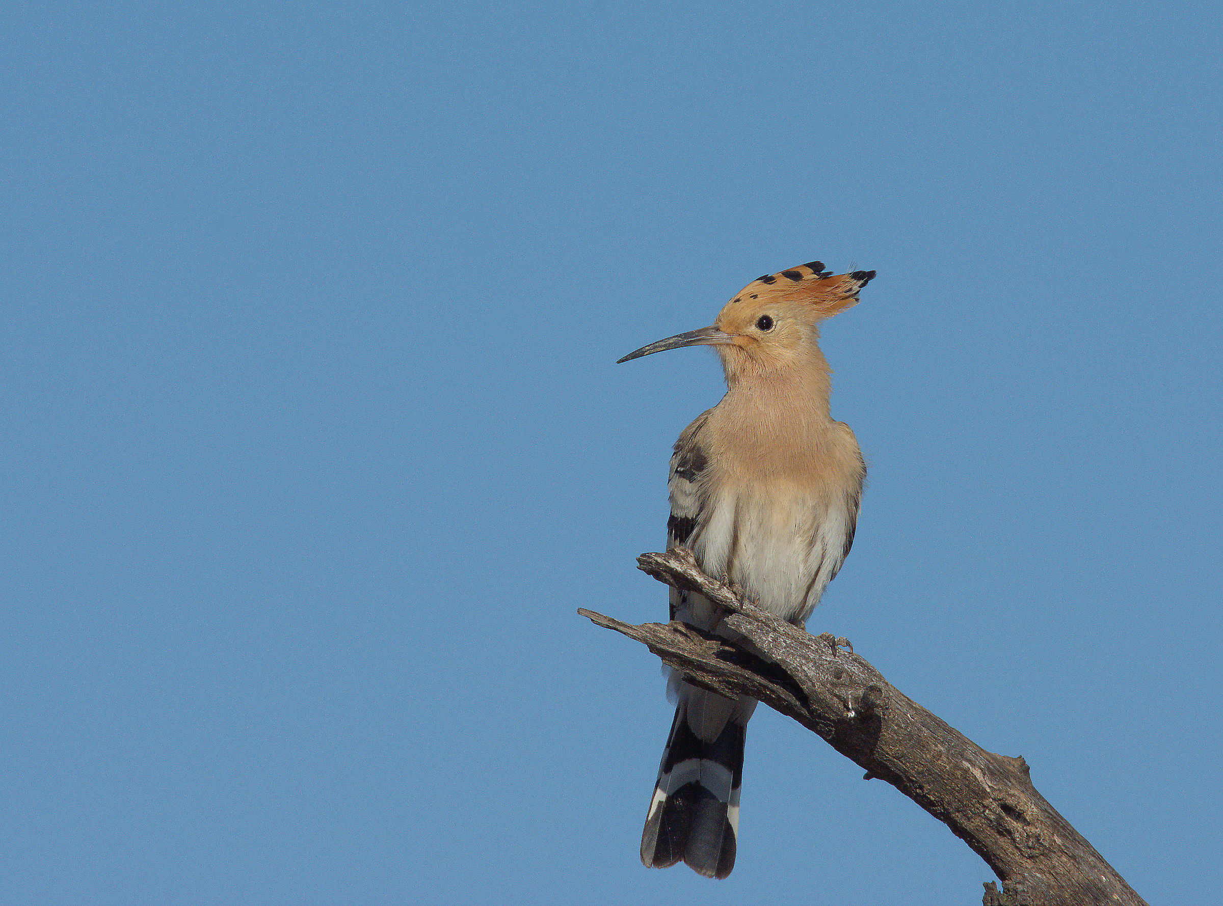Hoopoe