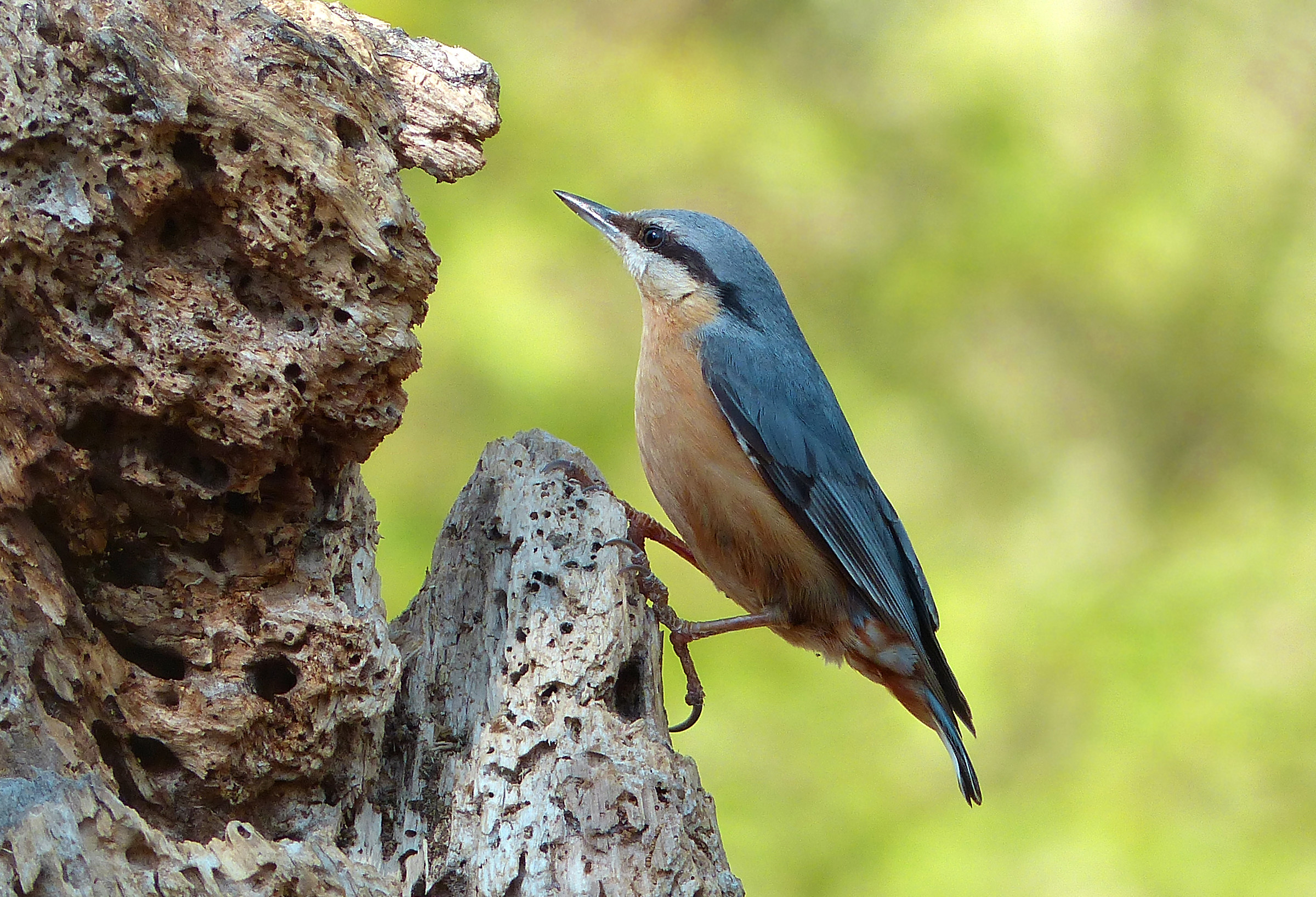 Nuthatch