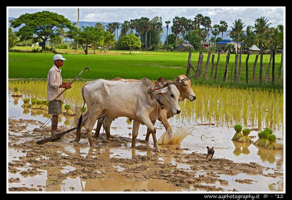 The work in the rice fields