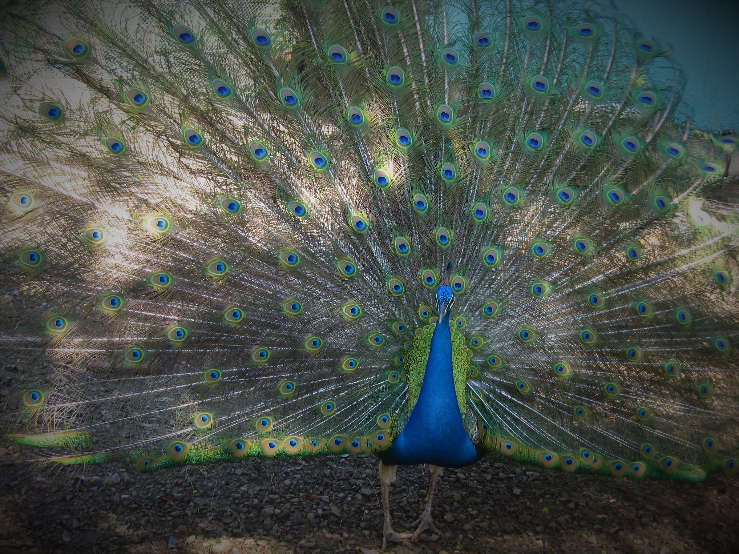 peacock