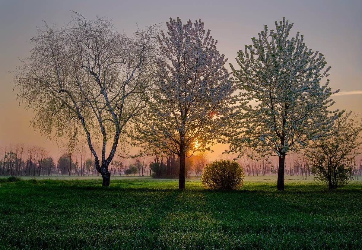 Alba tra i ciliegi