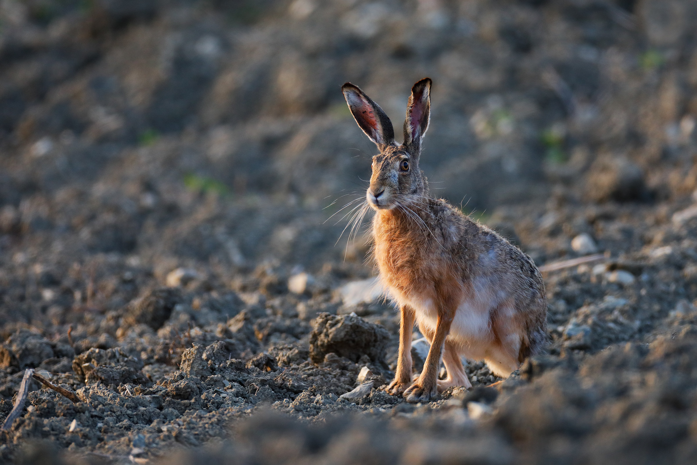 Hare