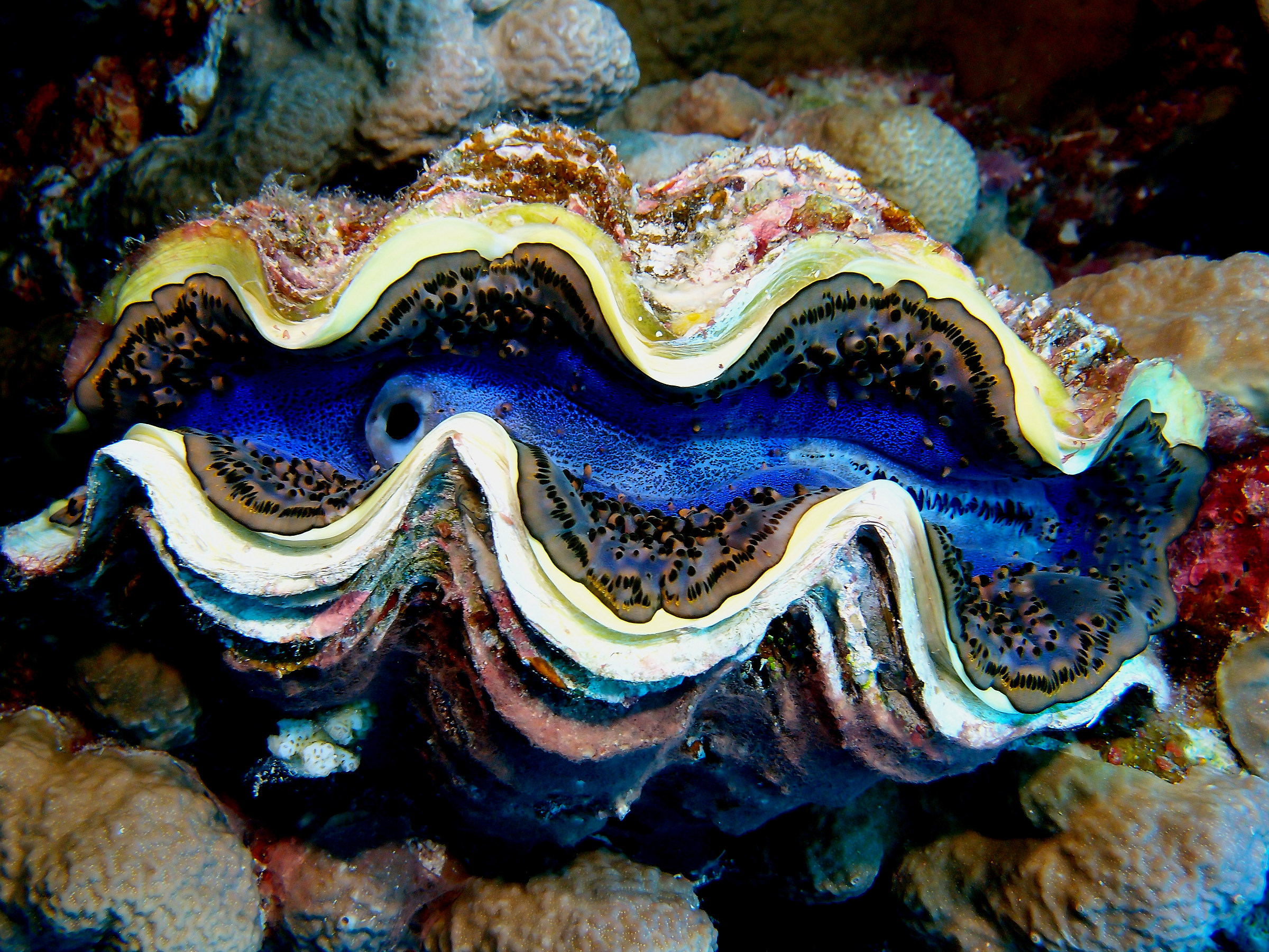 Tridacna