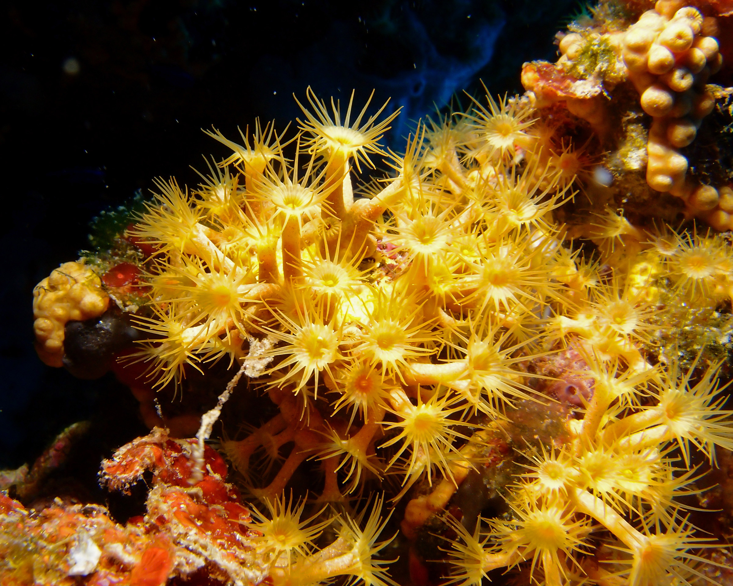 parazoanthus axinellae