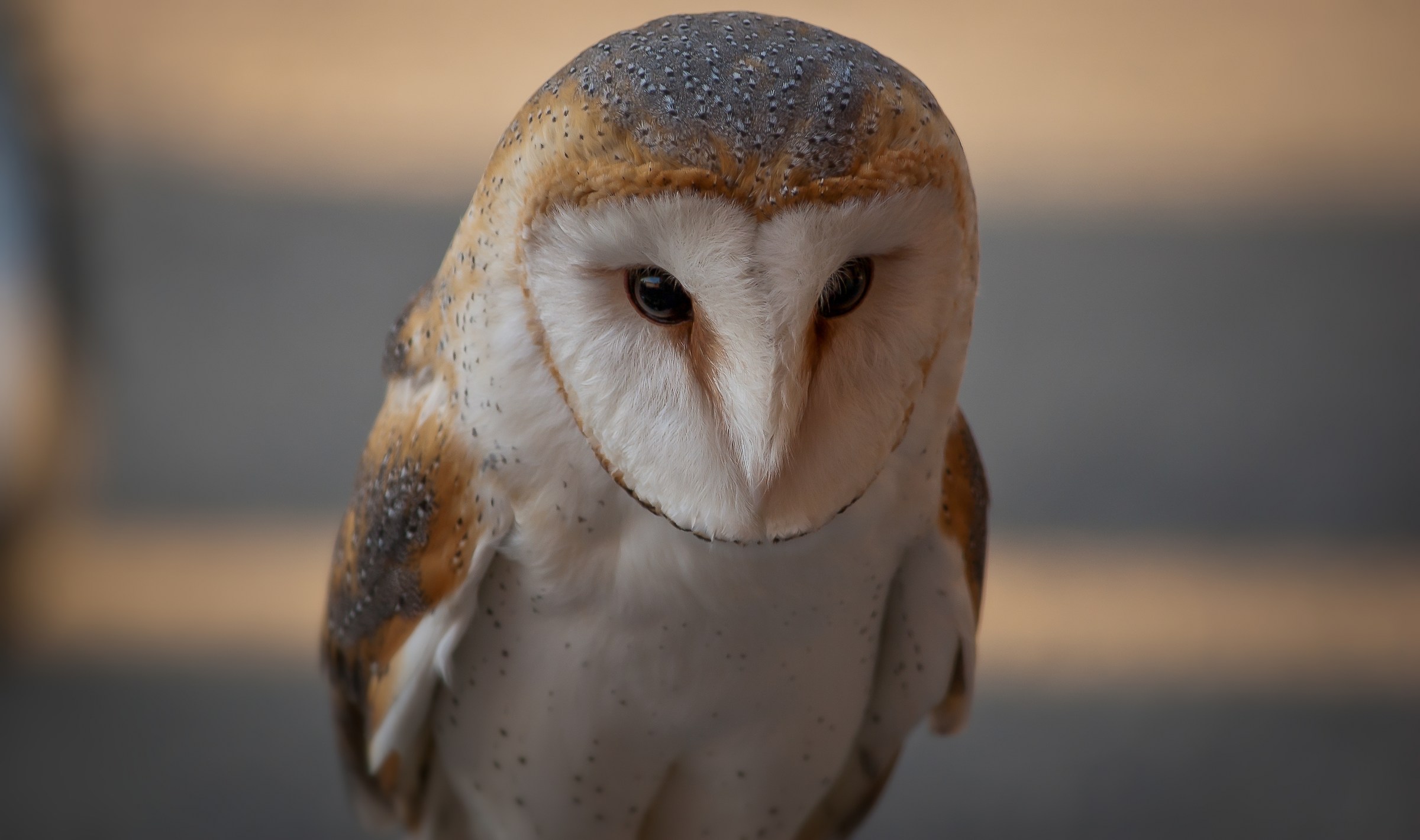 barn owl